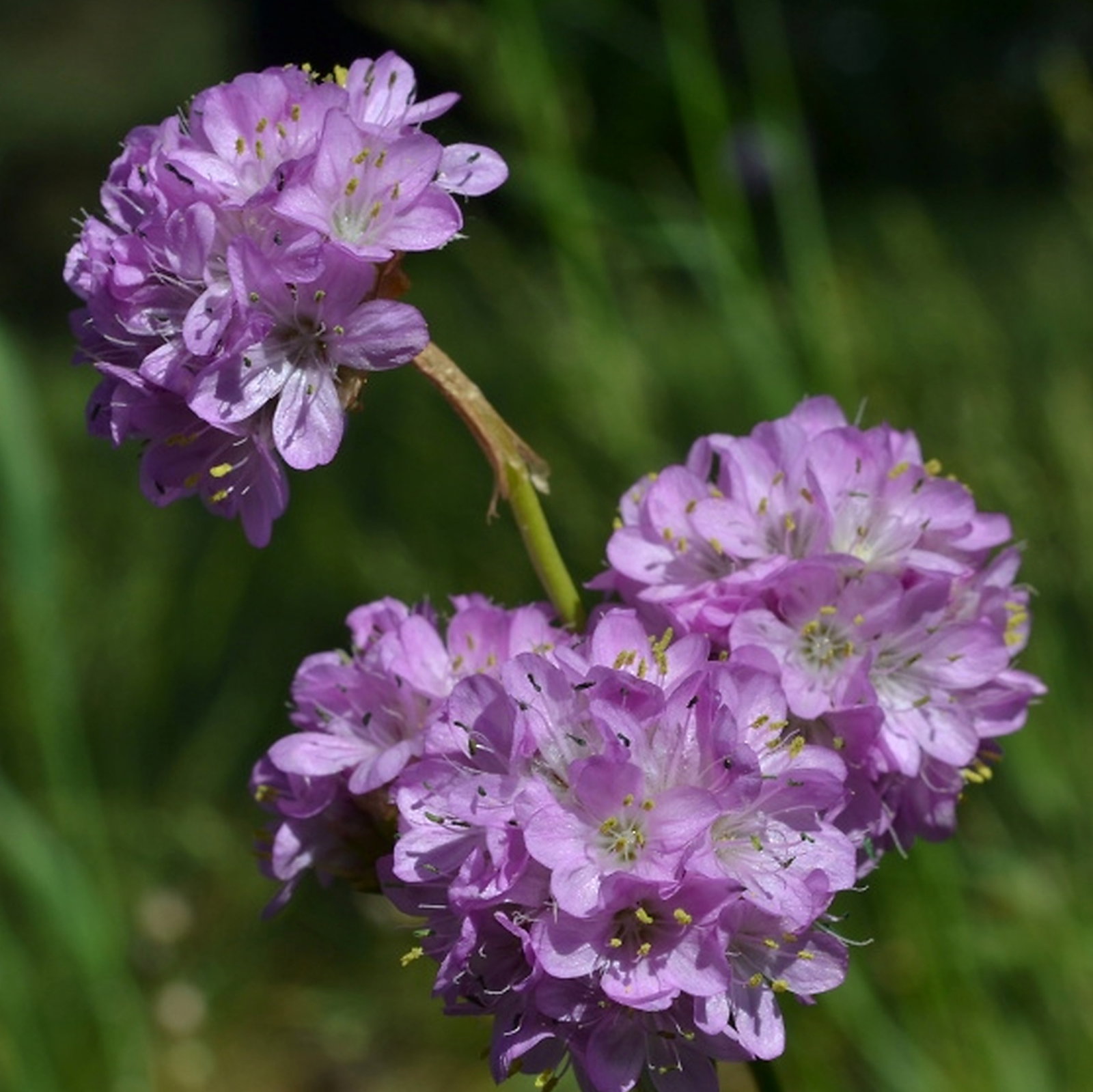 Armeria Maritima Subsp. Elongata