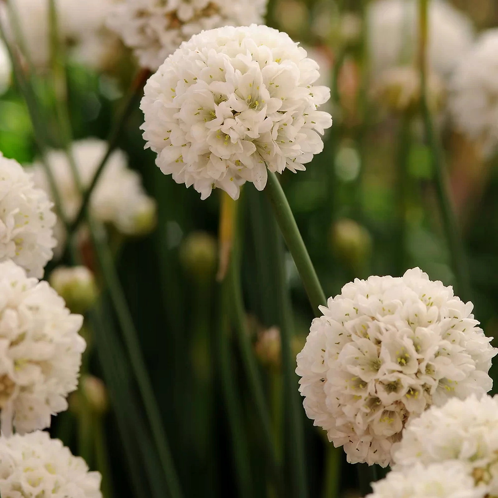 Armeria Pseudoarmeria Ballerina Alba