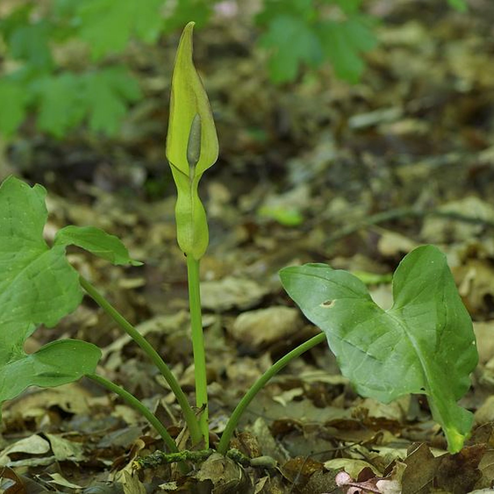Arum Alpinum