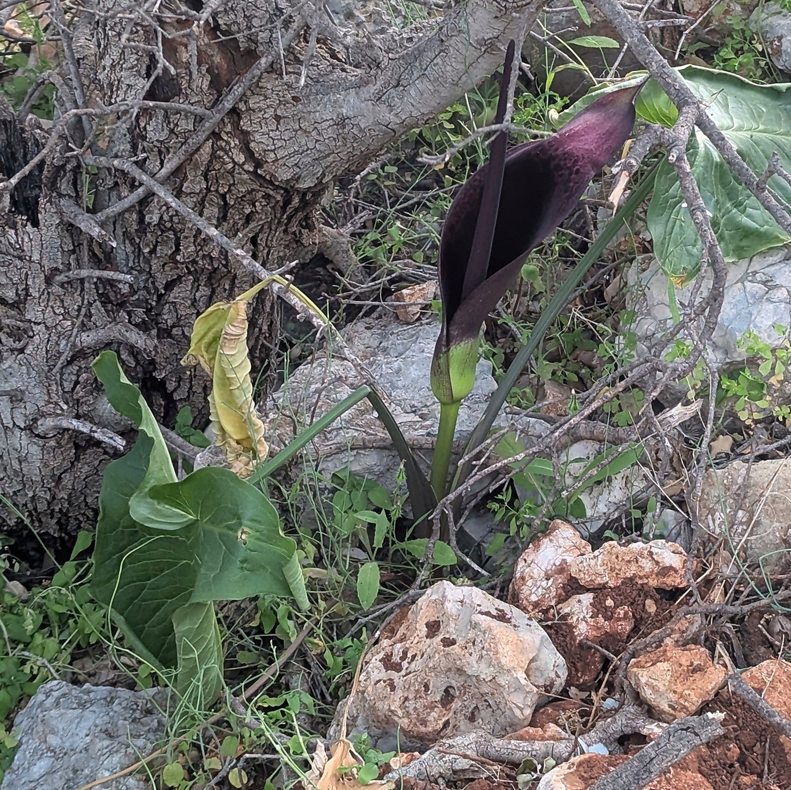 Arum Dioscoridis Var. Syriacum