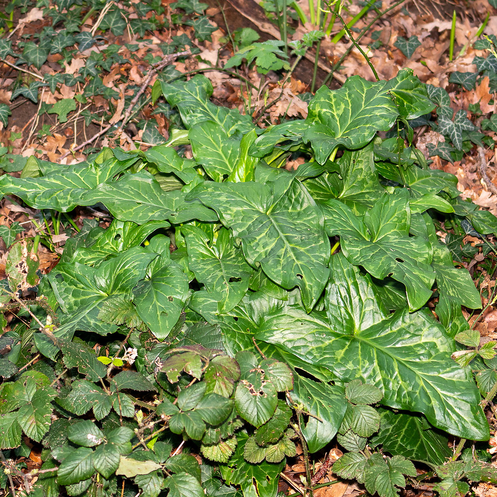 Arum Italicum Subsp. Albispathum