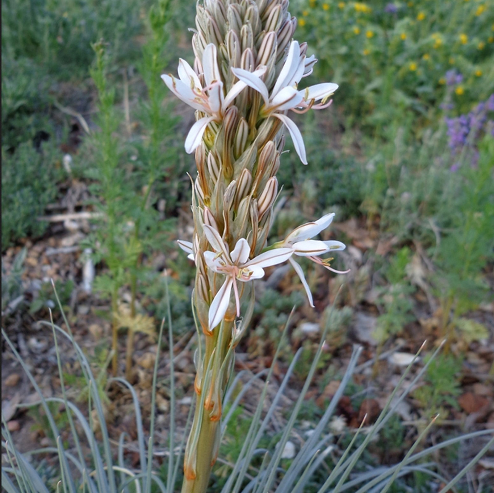 Asphodeline Damascena