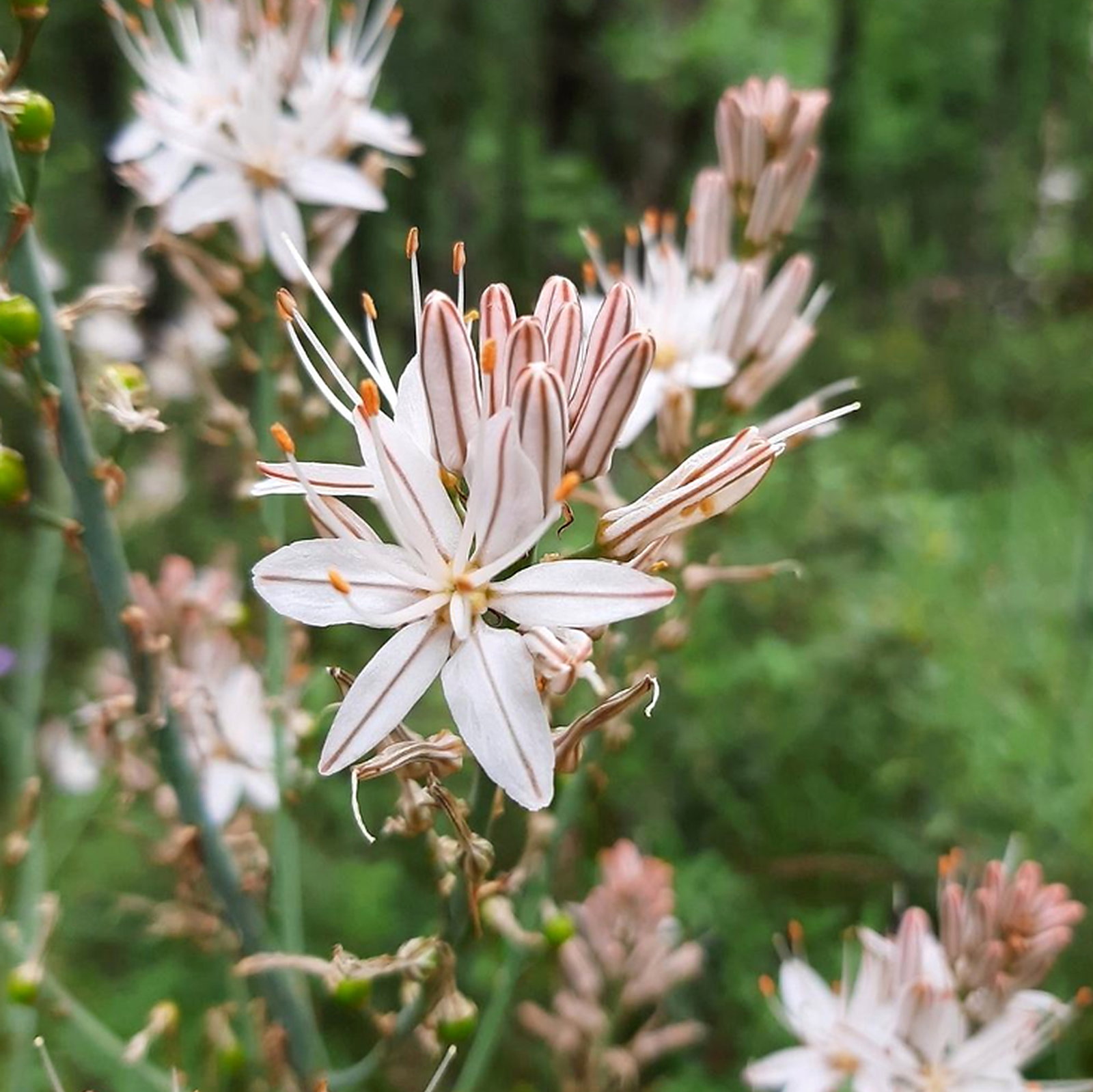 Asphodelus Microcarpus