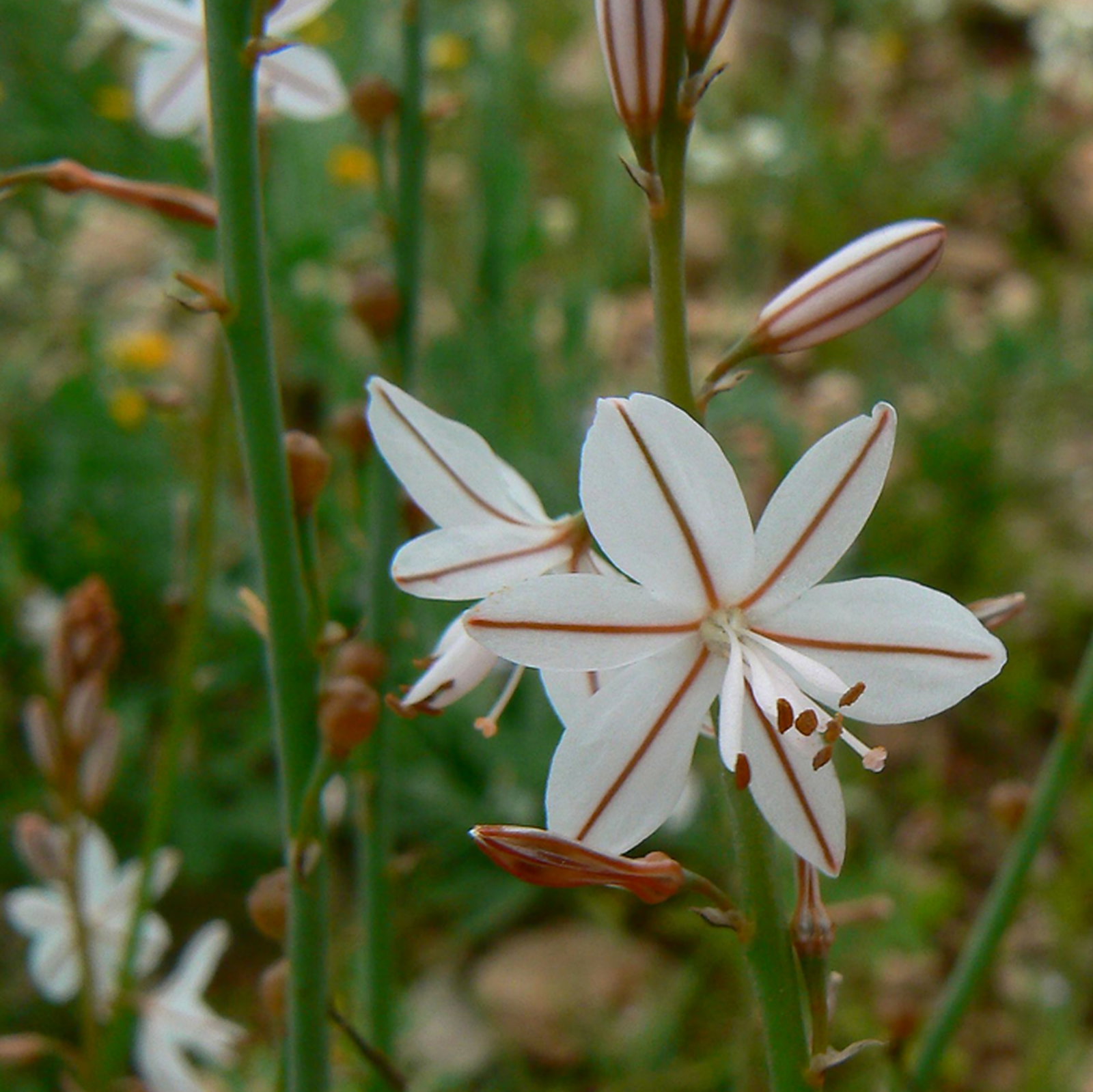 Asphodelus Tenuifolius