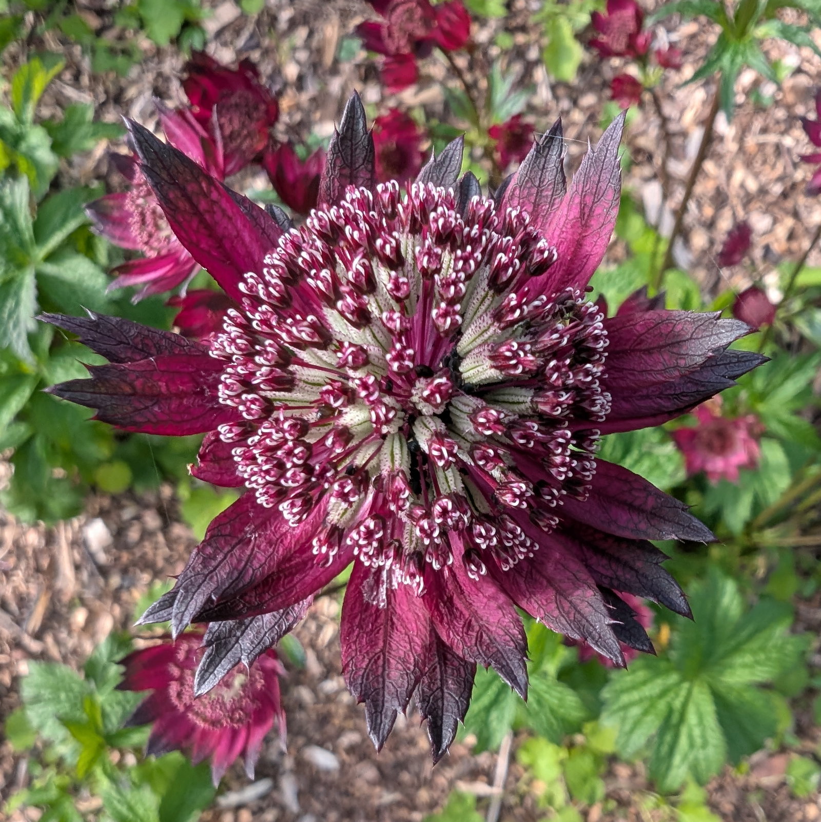 Flower Seeds
