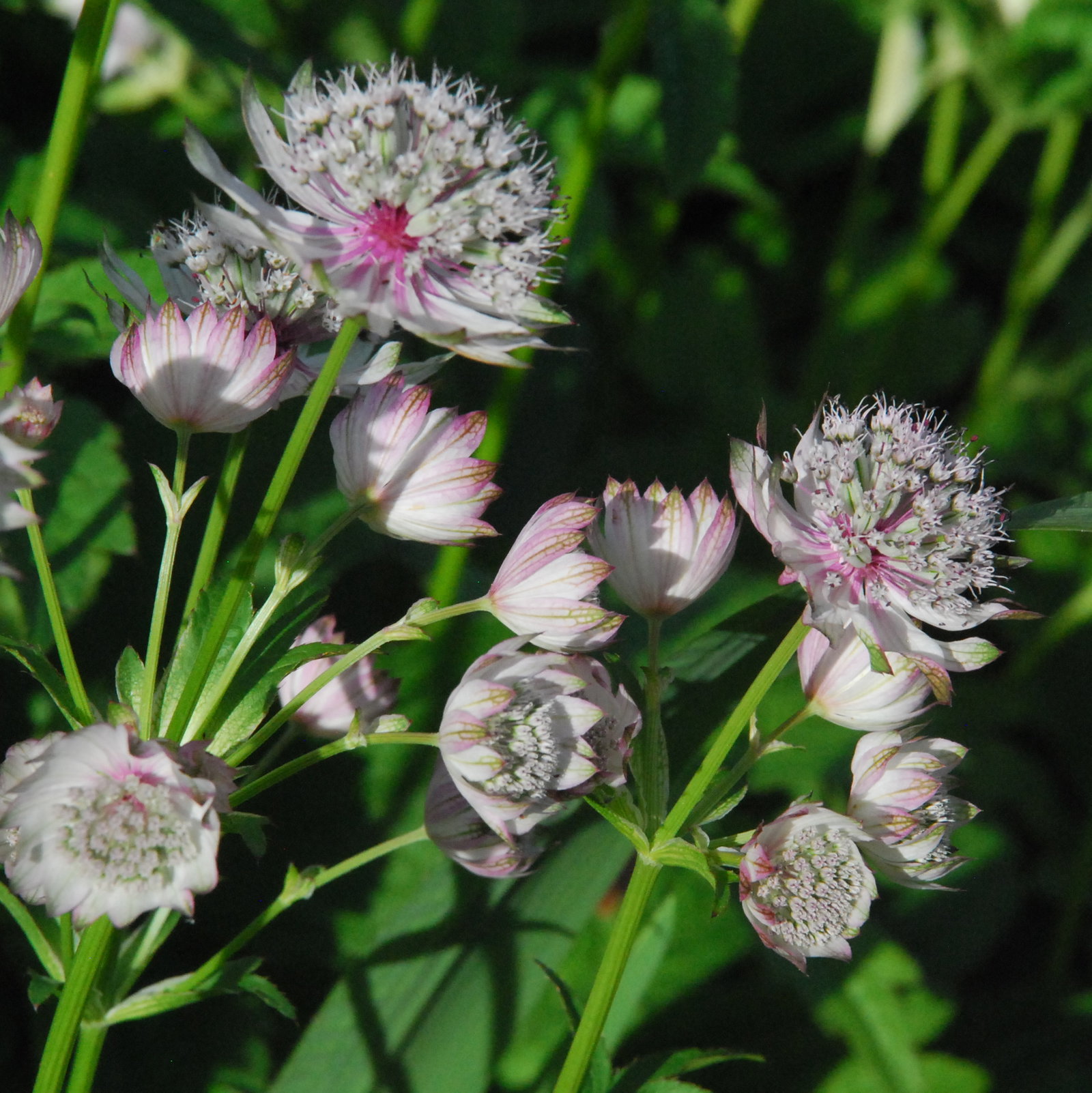 Astrantia Major