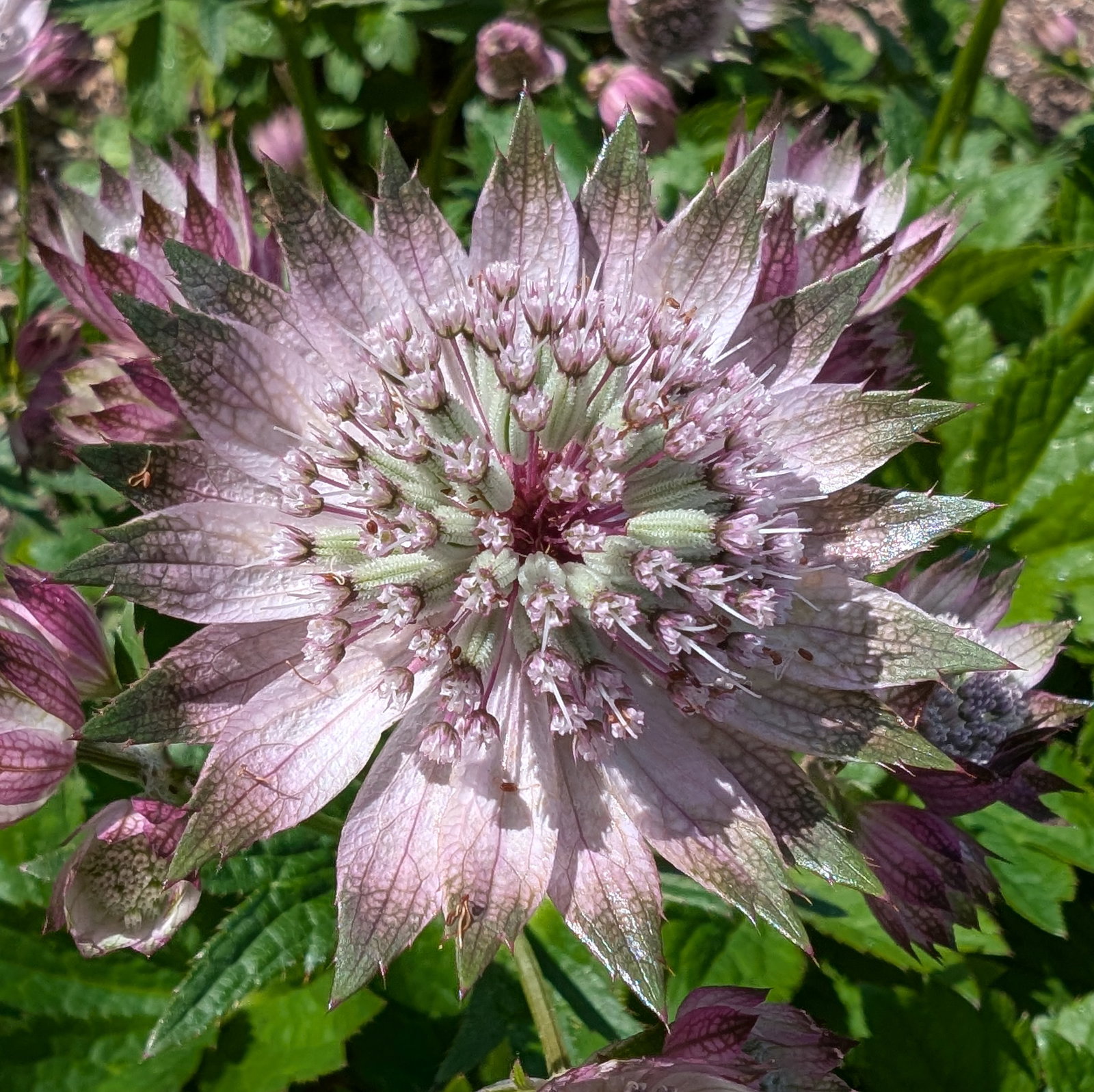 Astrantia Major