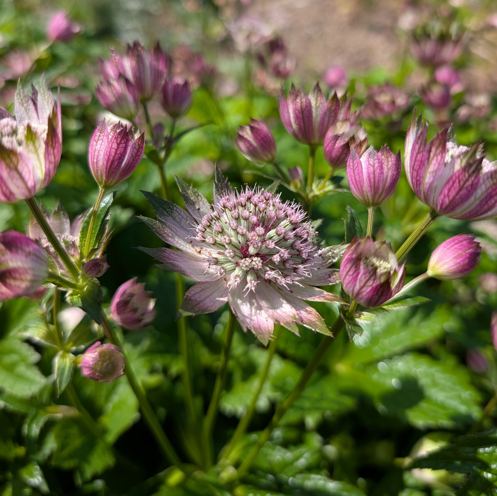 Astrantia Major