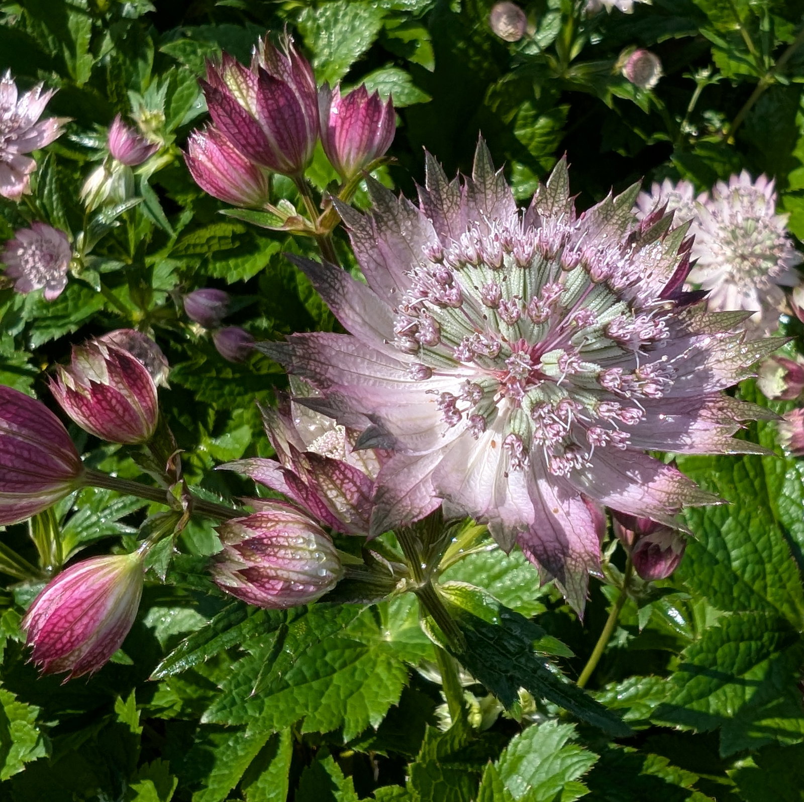 Astrantia Major