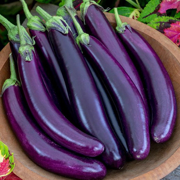 Aubergine Violet Knight F1