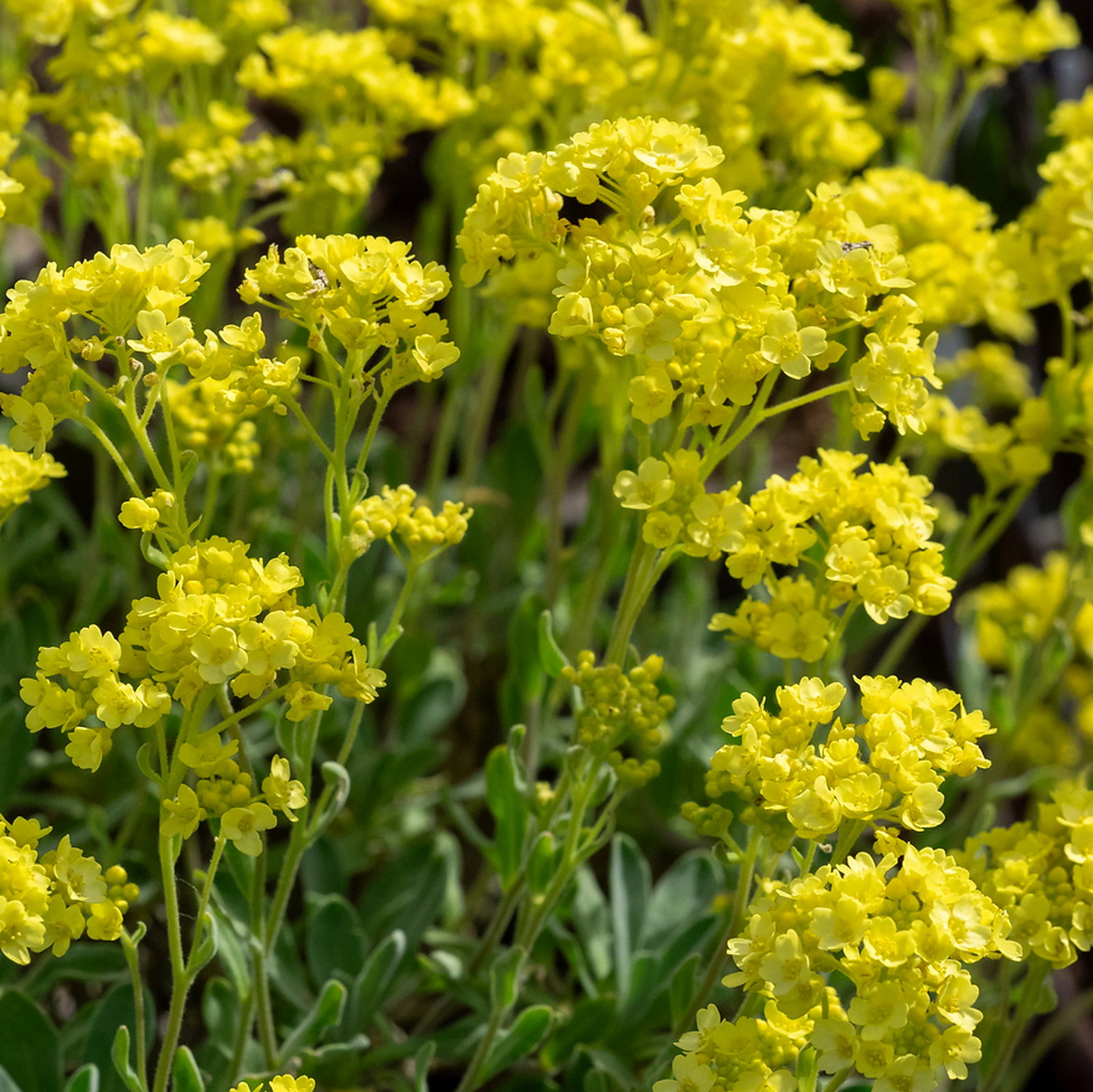 Aurinia Saxatilis
