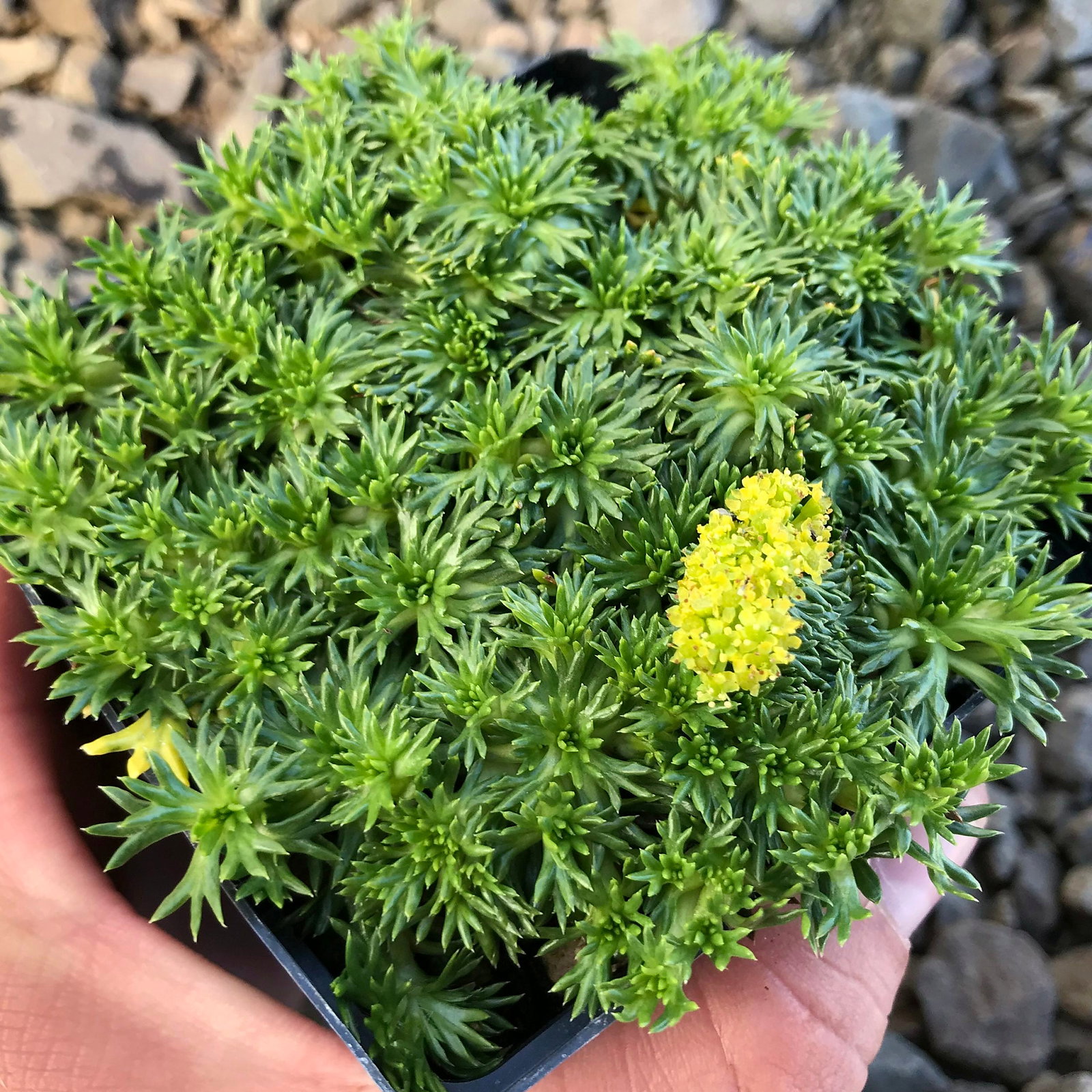Azorella Trifurcata Nana