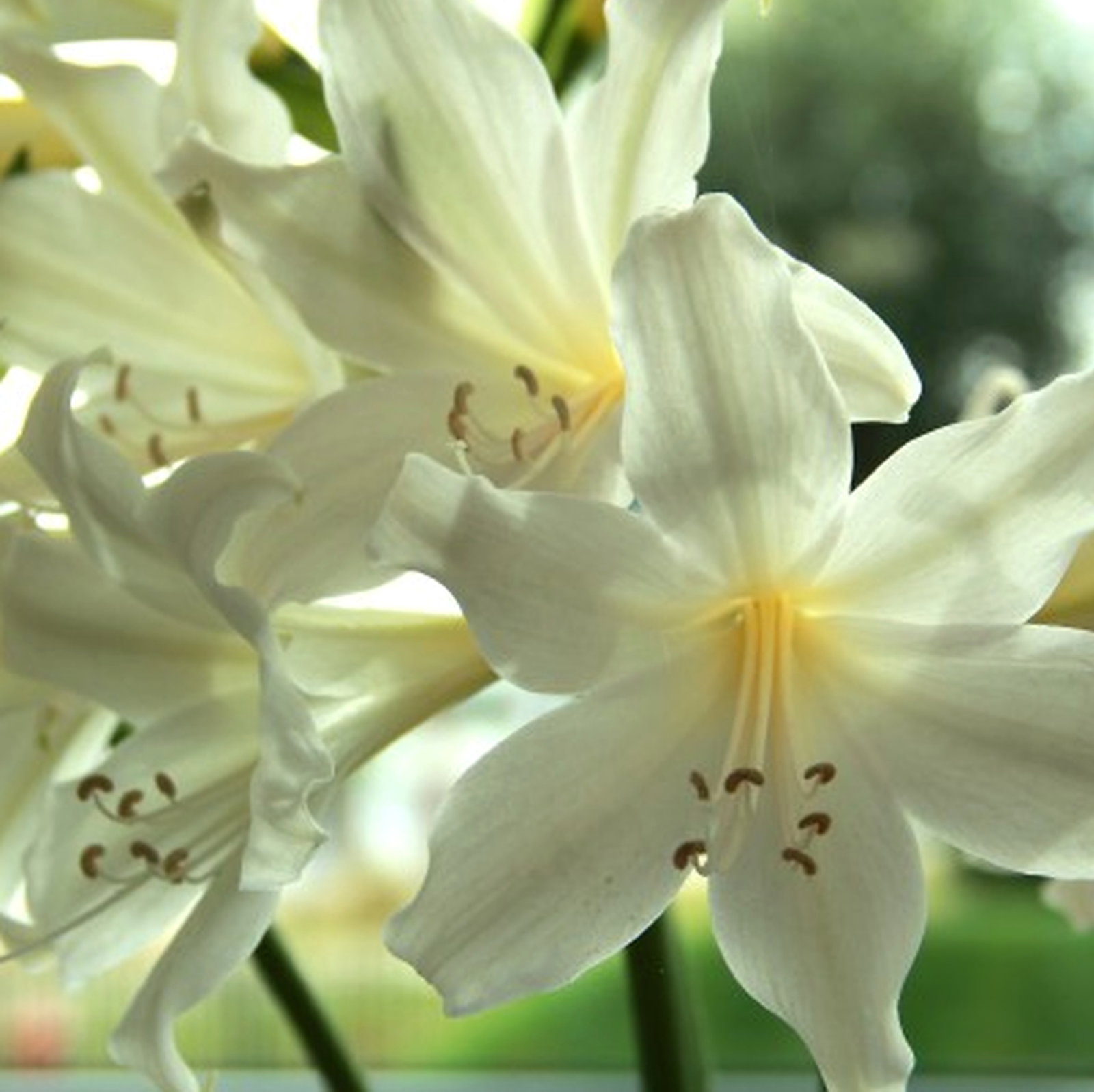 Babiana Stricta Alba