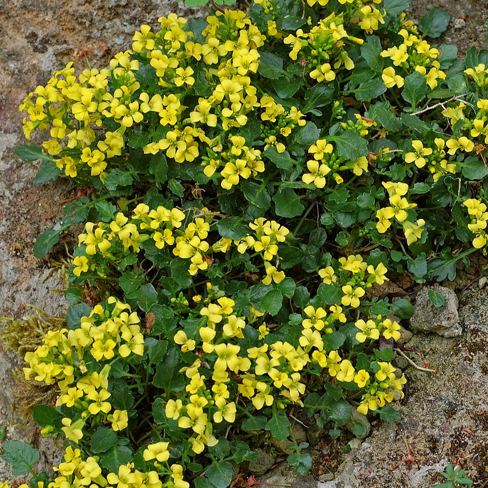 Barbarea Rupicola