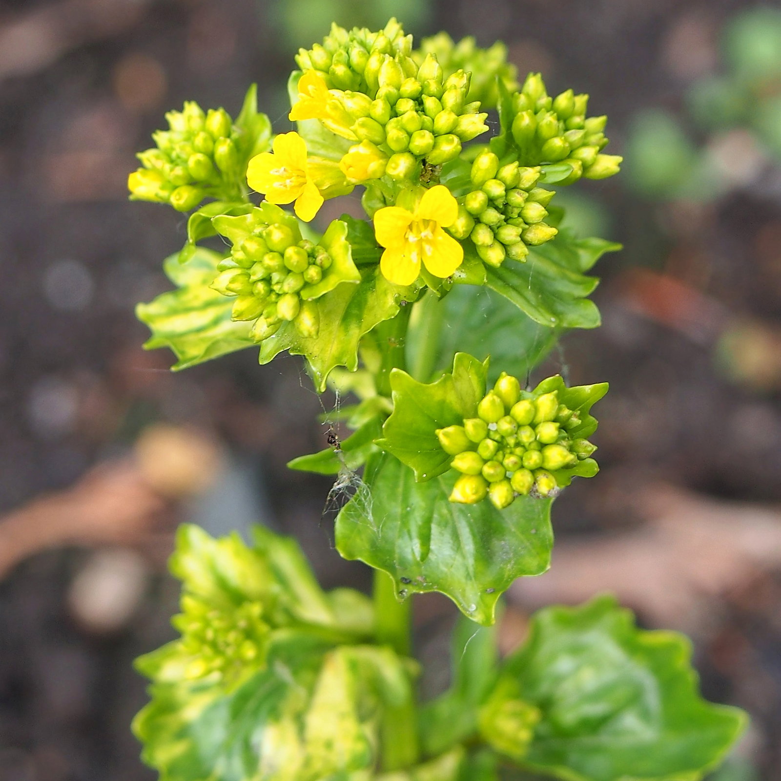 Barbarea Vulgaris Variegata