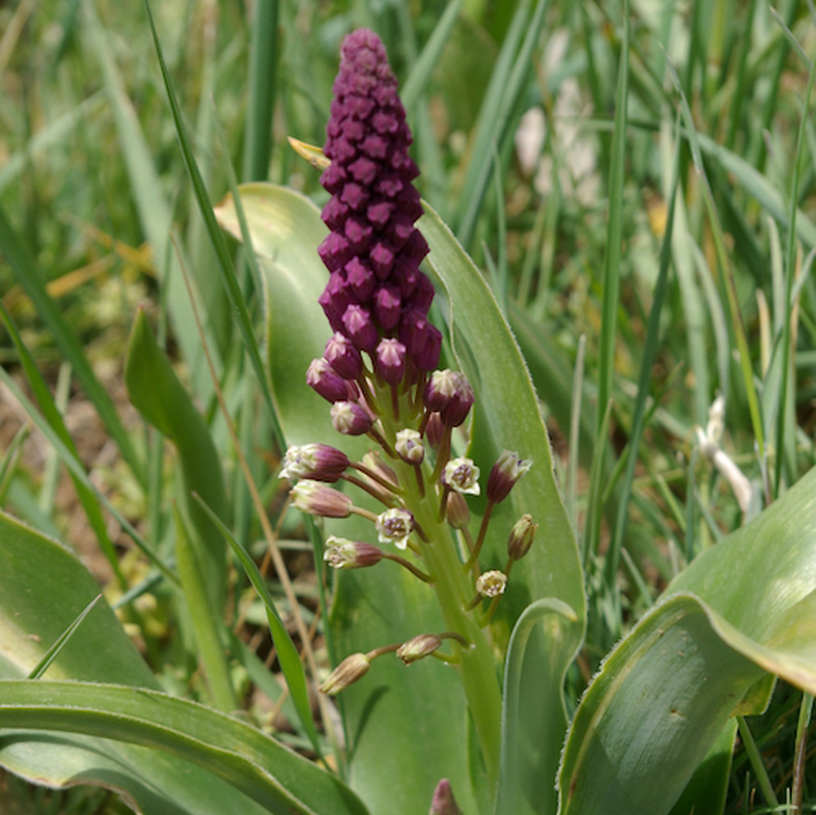 Bellevalia Longistyla