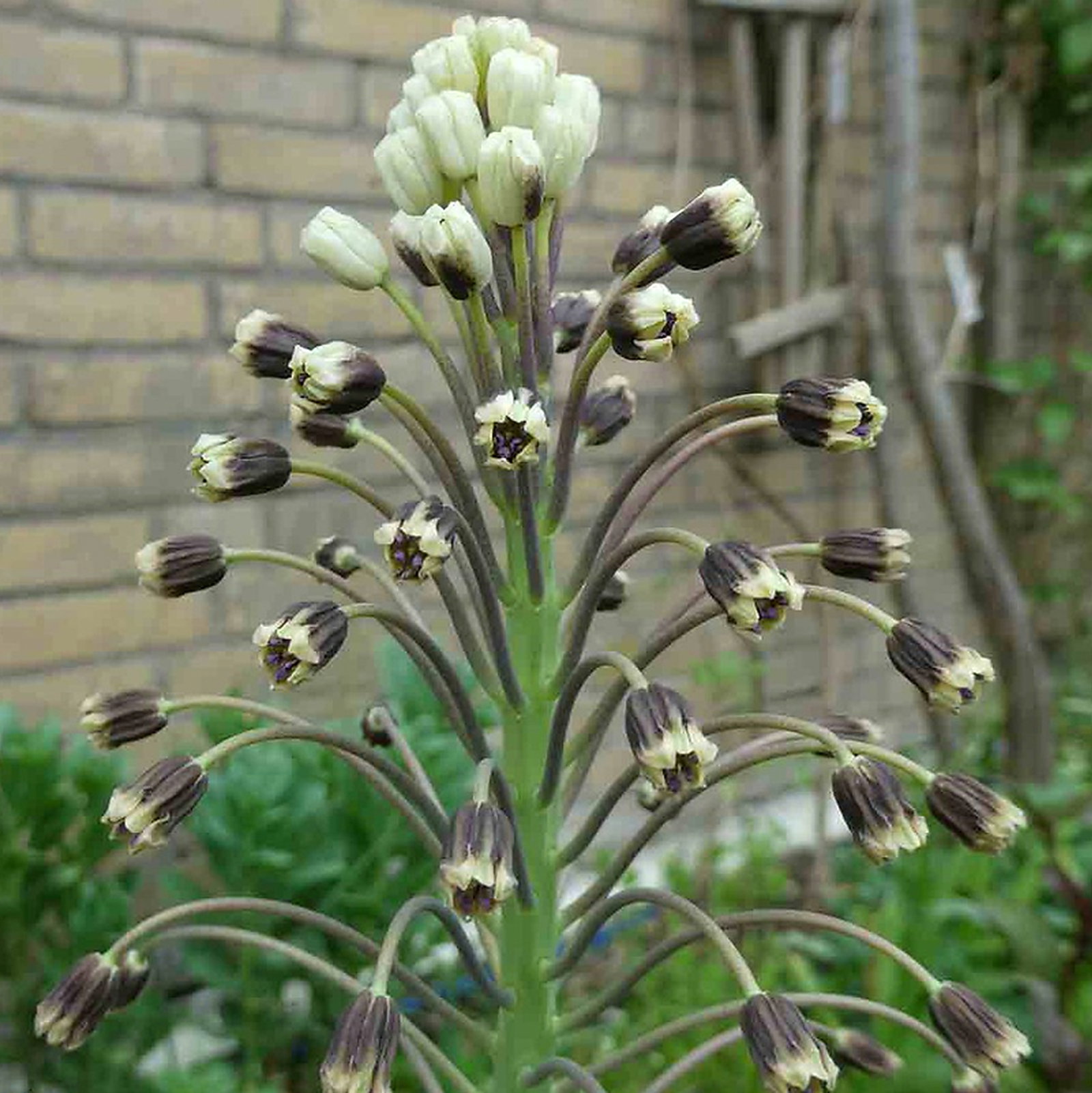 Bellevalia Sarmatica