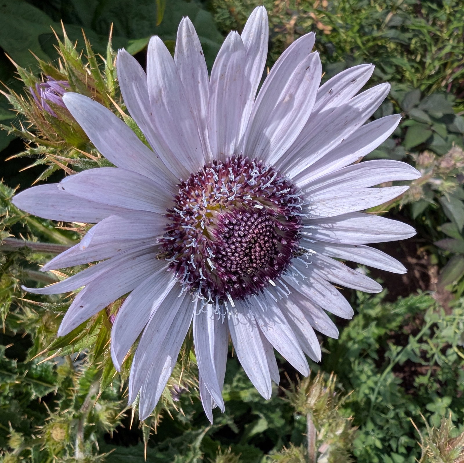 Berkheya Purpurea 'Zulu Warrior'