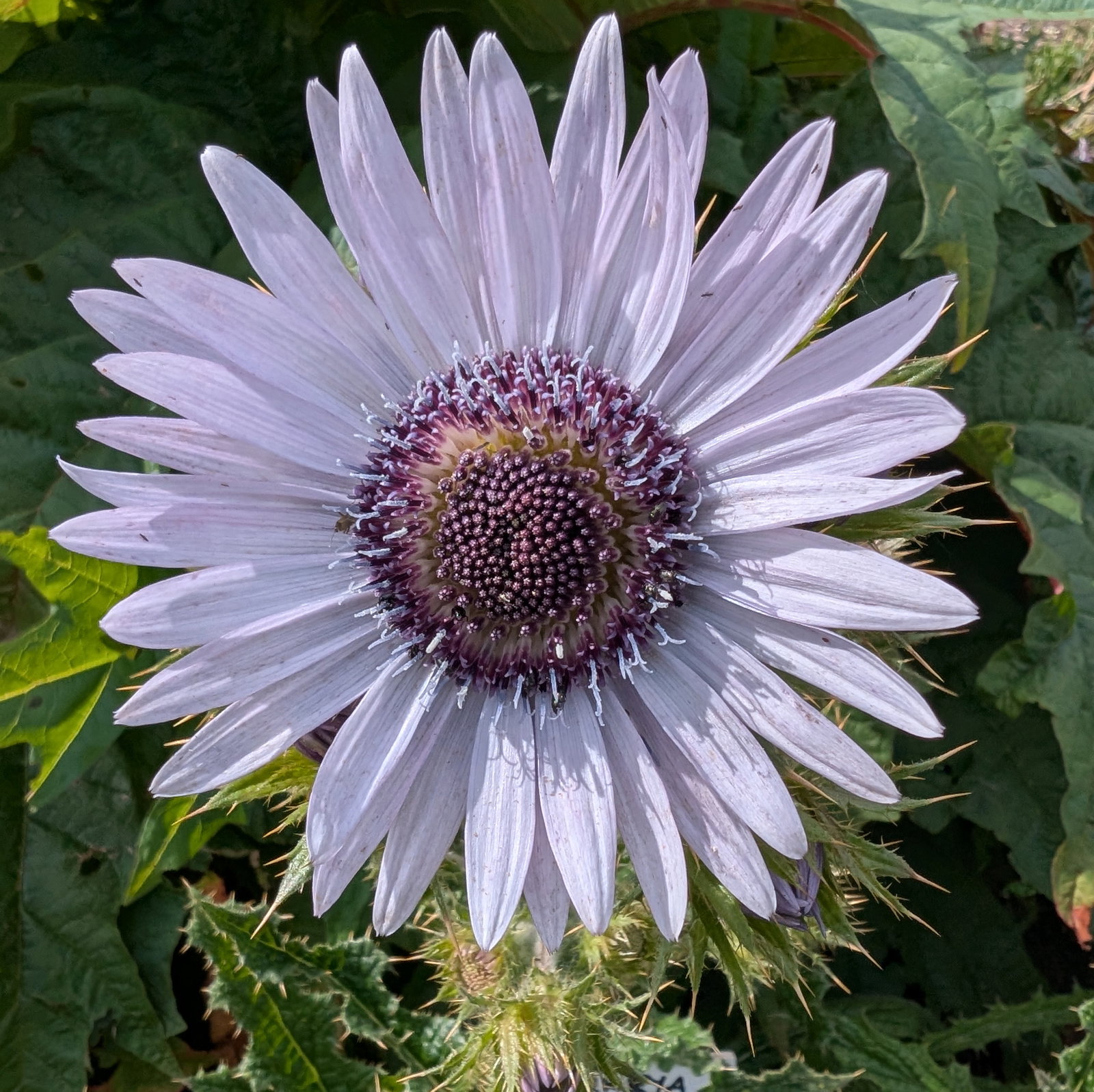 Berkheya Purpurea 'Zulu Warrior'
