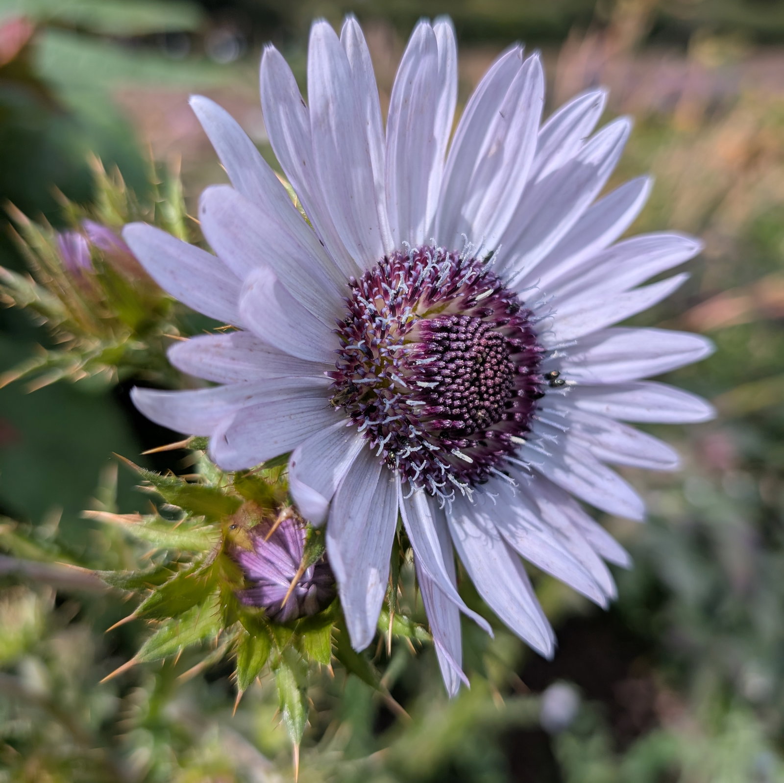 Berkheya Purpurea 'Zulu Warrior'