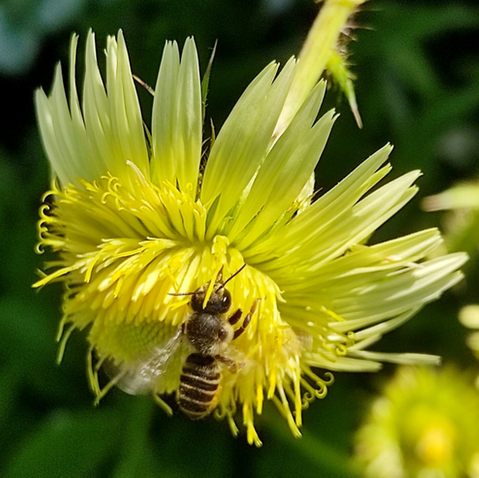 Berkheya Radula