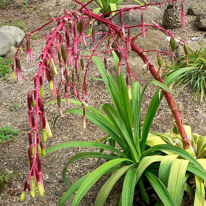 Beschorneria Septentrionalis