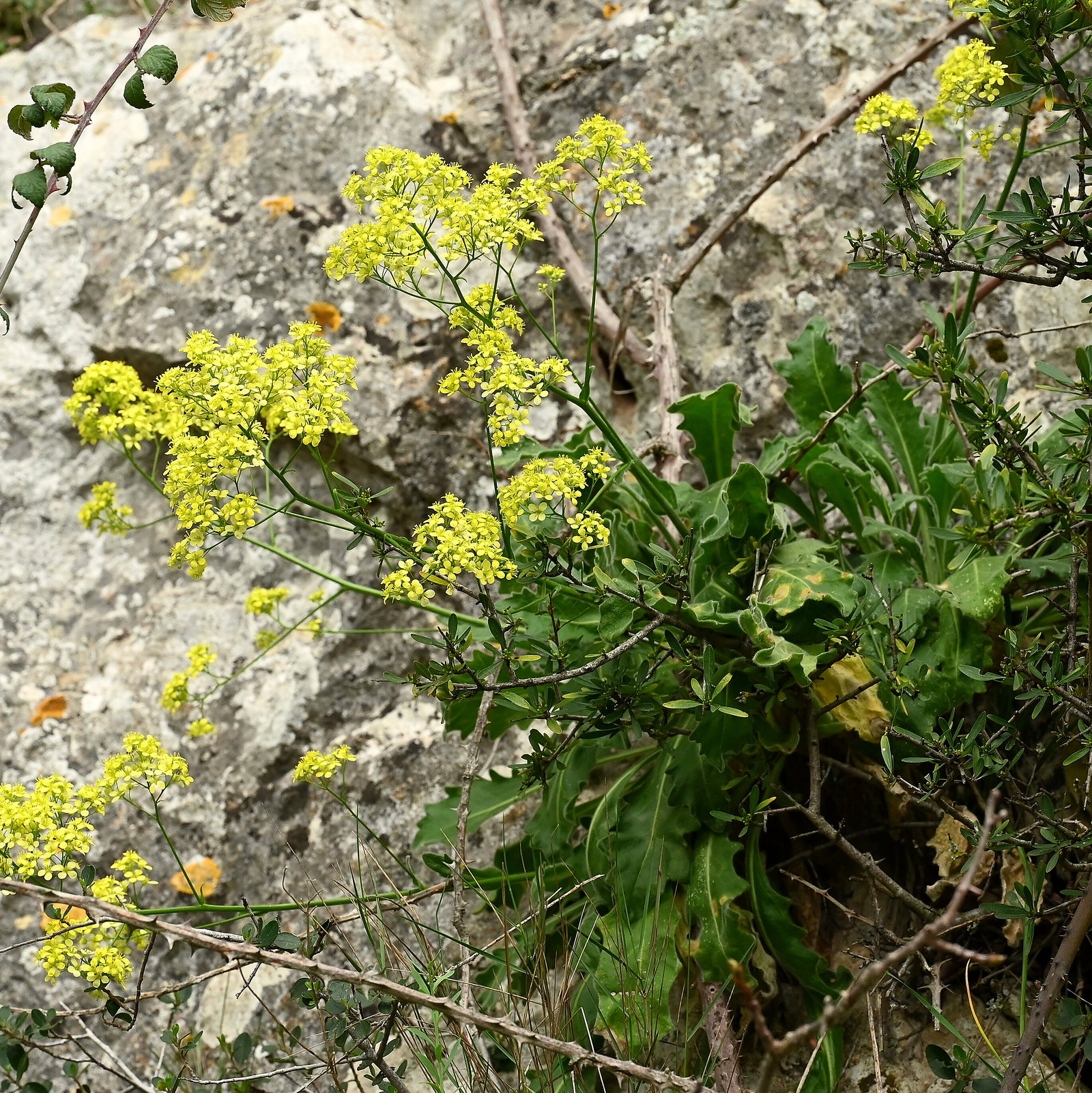 Biscutella Frutescens