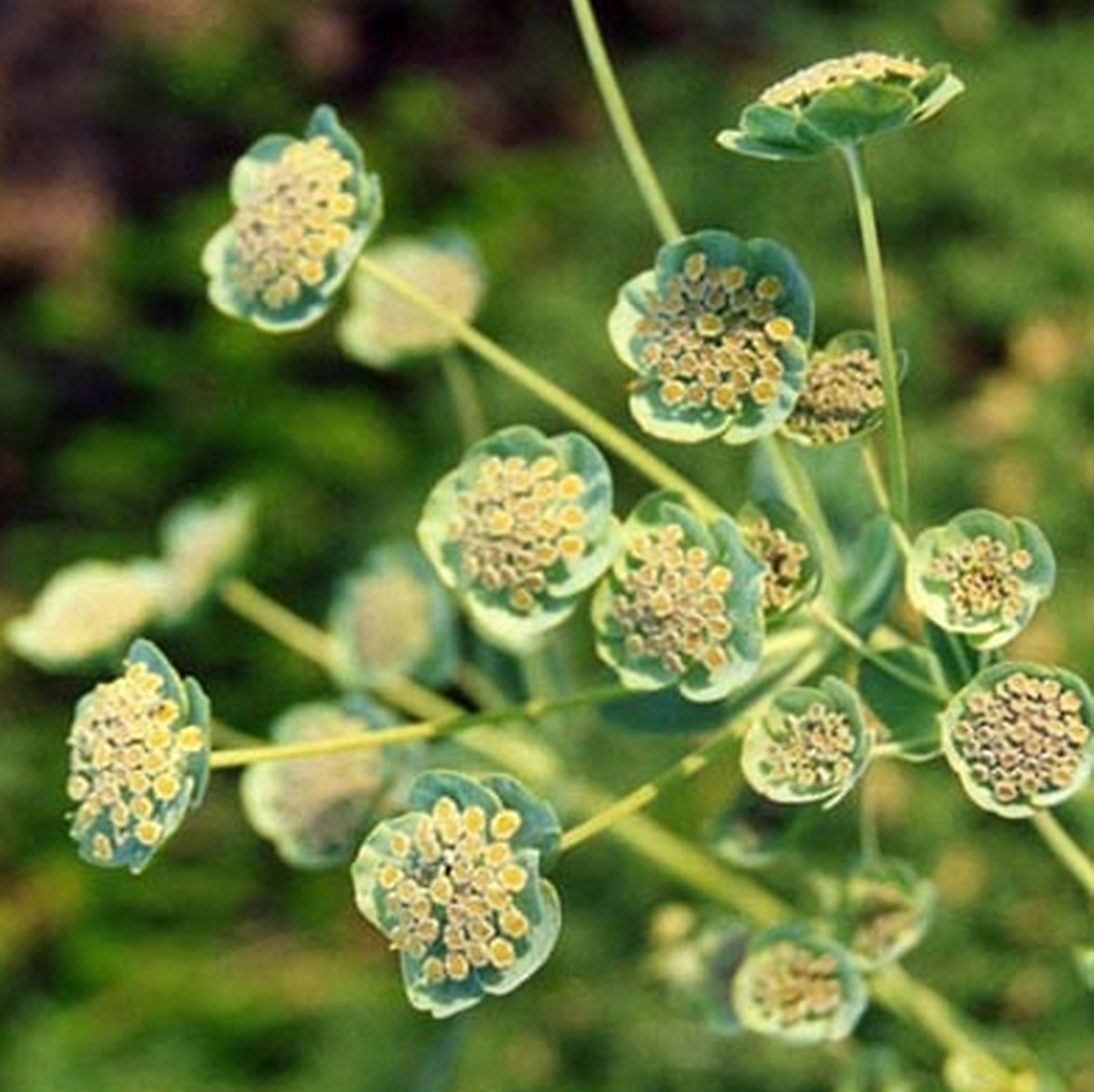 Bupleurum Angulosum