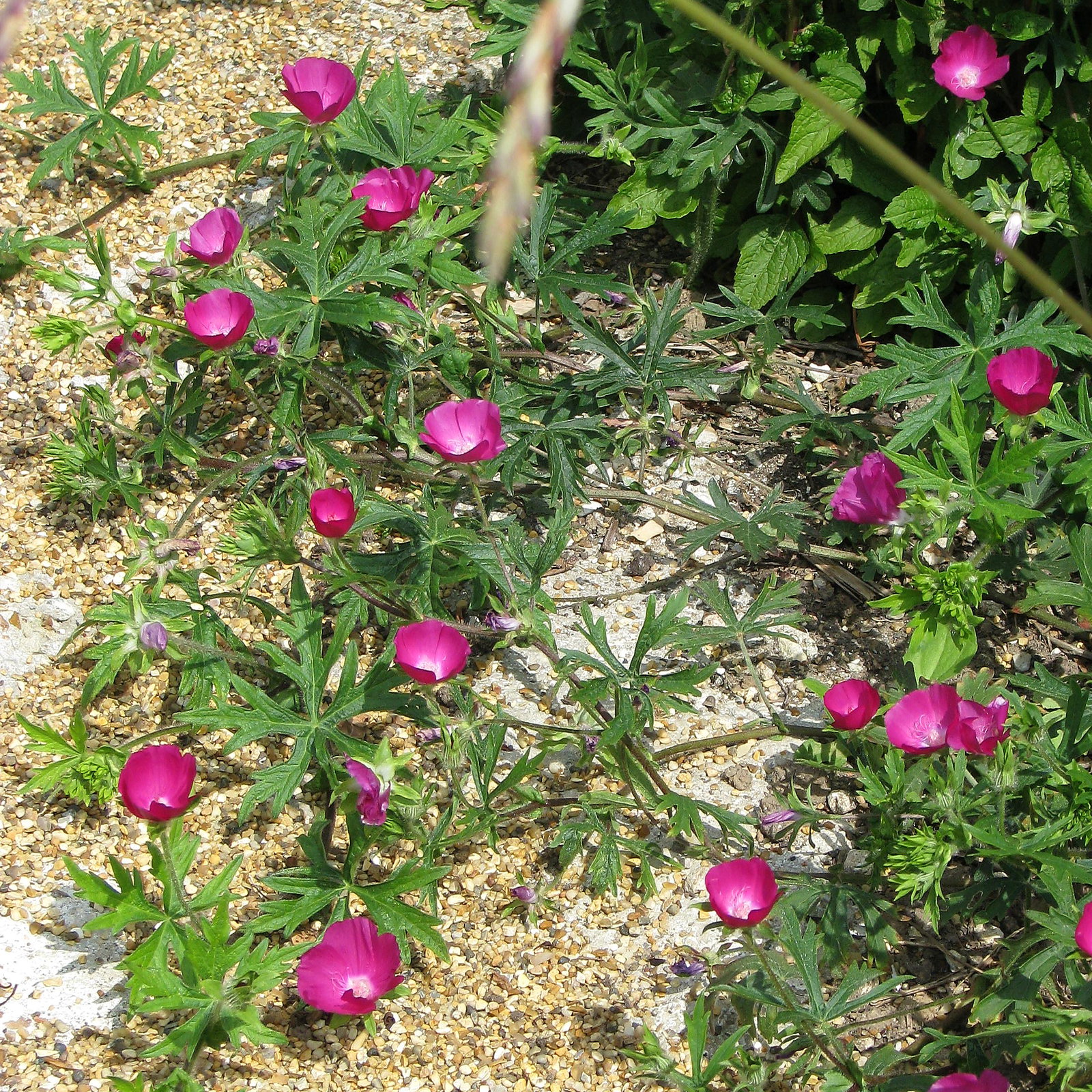 Callirhoe Involucrata
