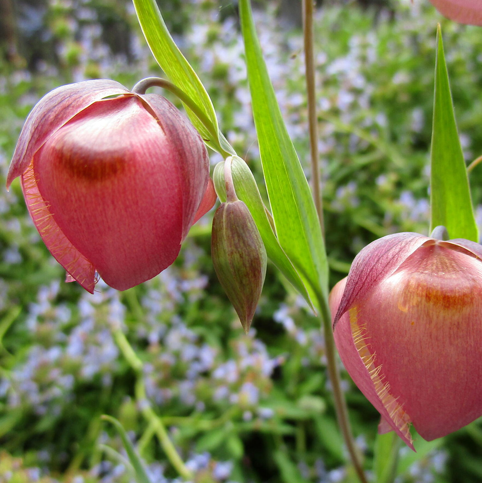 Calochortus Albus Var. Rubellus