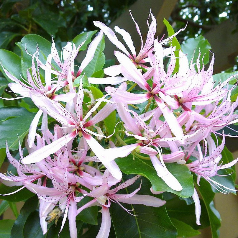Calodendrum Capense