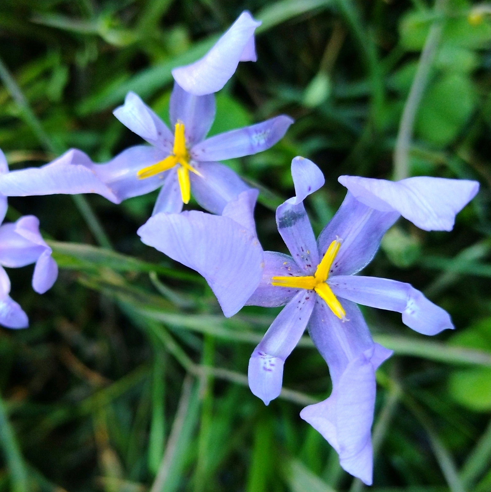 Calydorea Amabilis