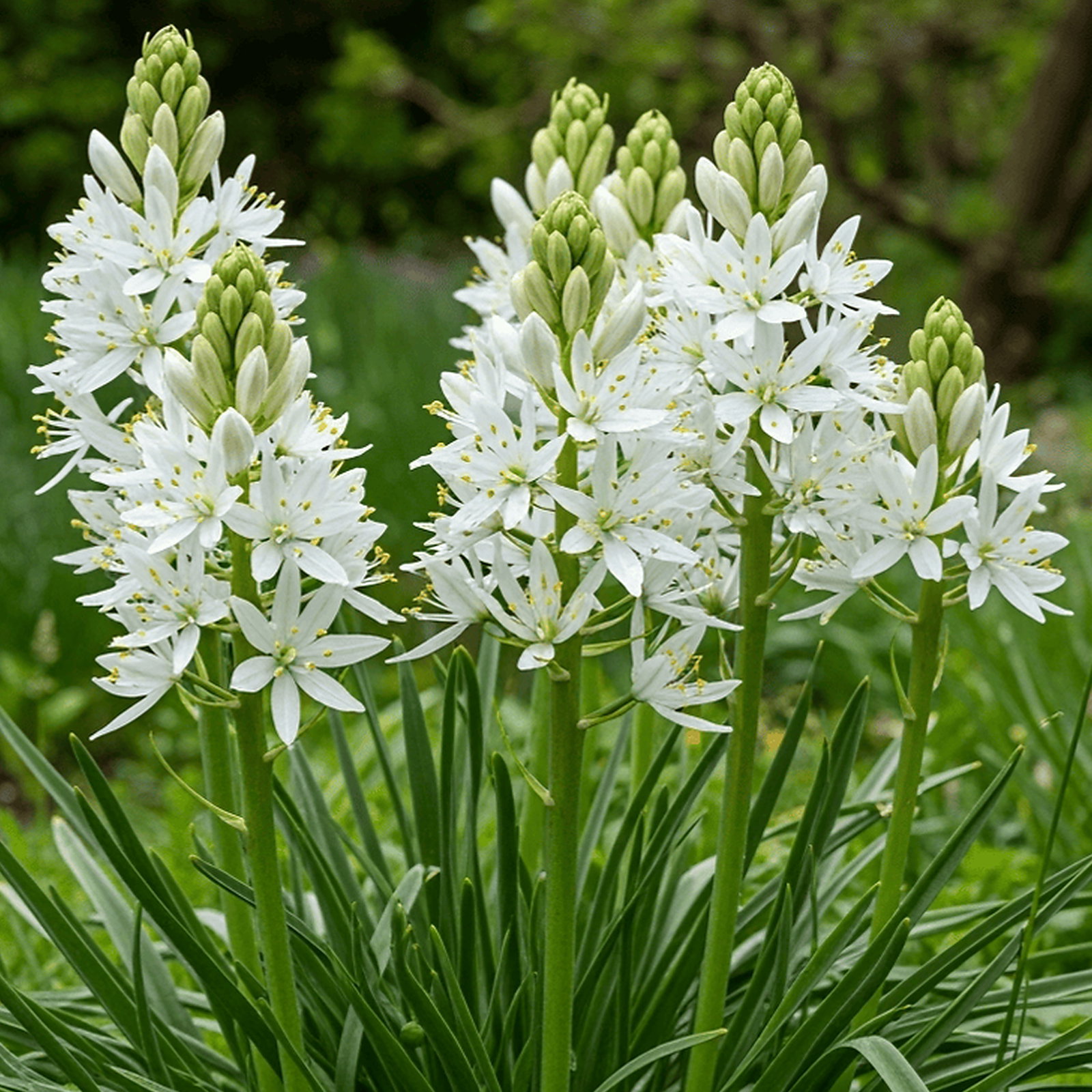 Camassia Leichtlinii Subsp. Suksdorfii Alba