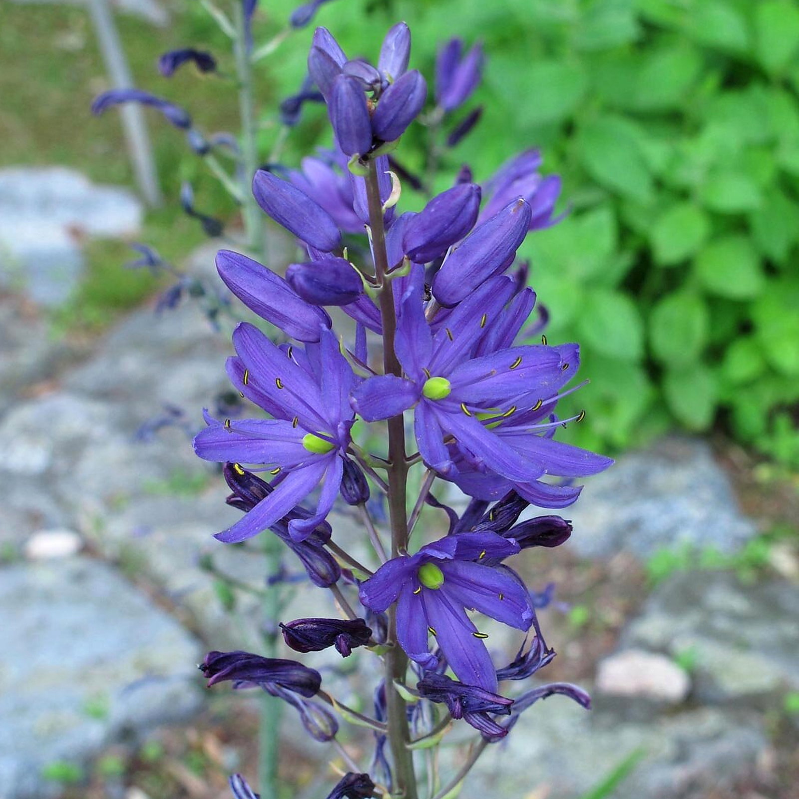 Camassia Quamash Azurea