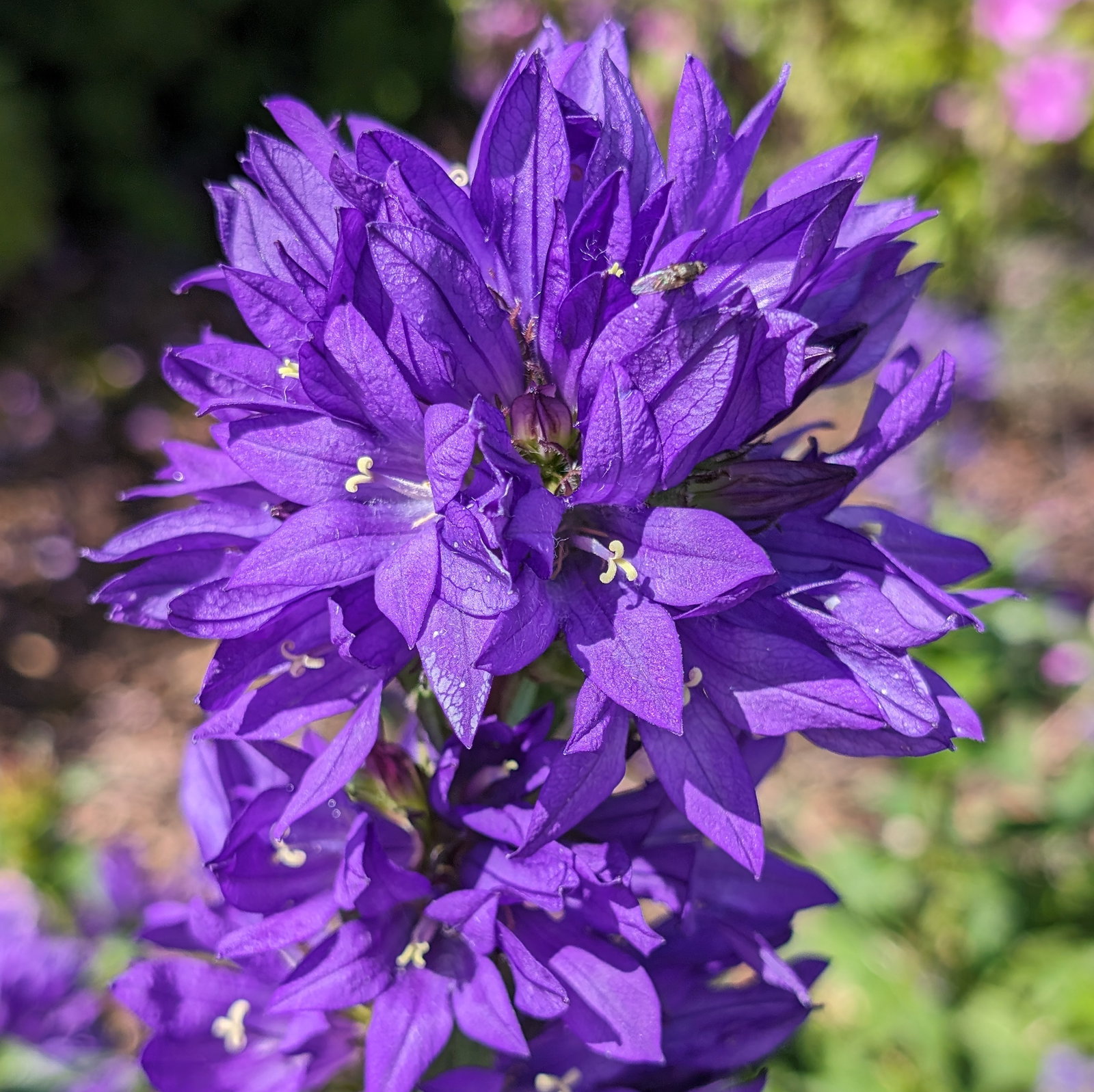 Campanula Glomerata Superba
