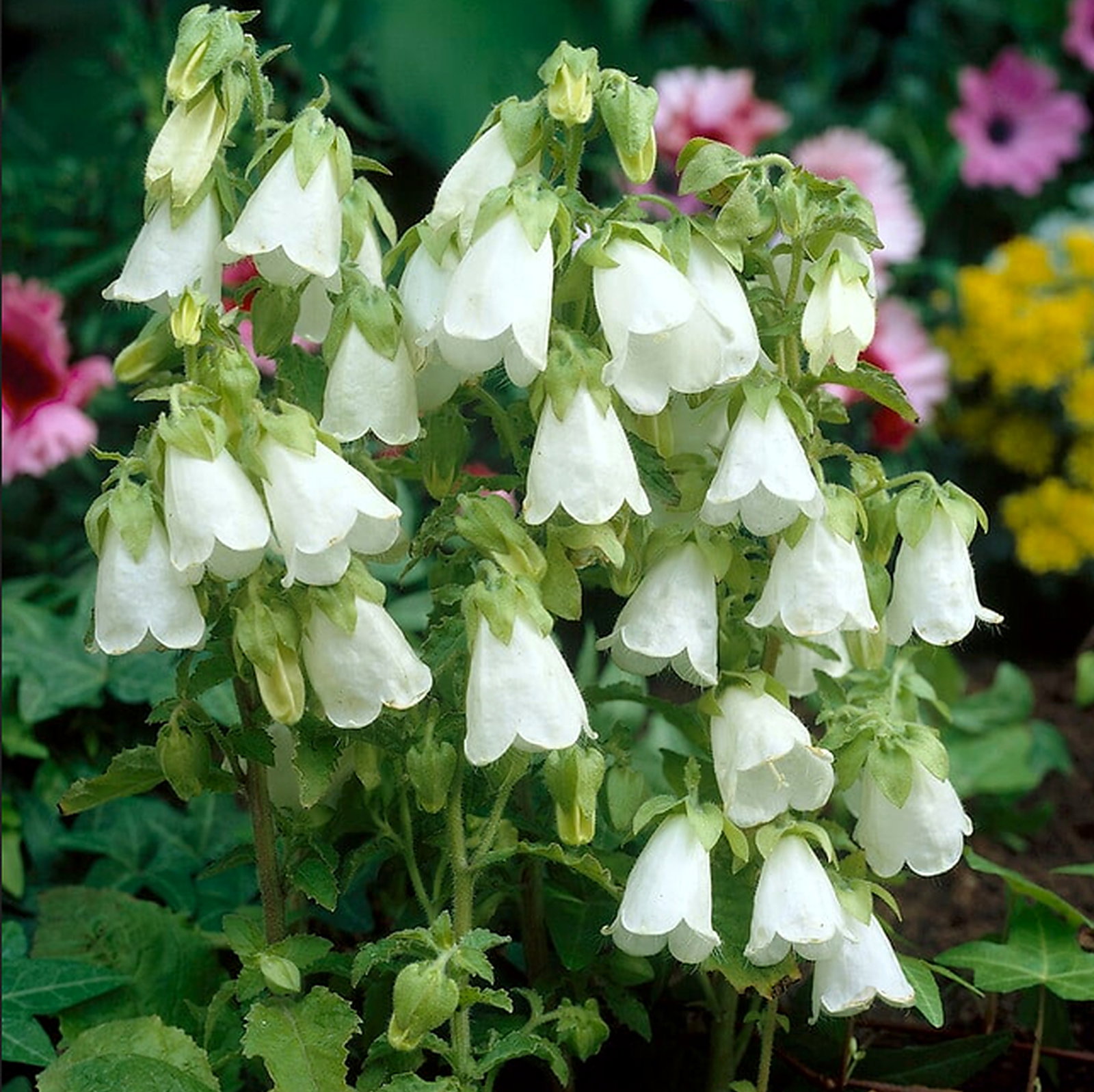 Campanula Hofmannii