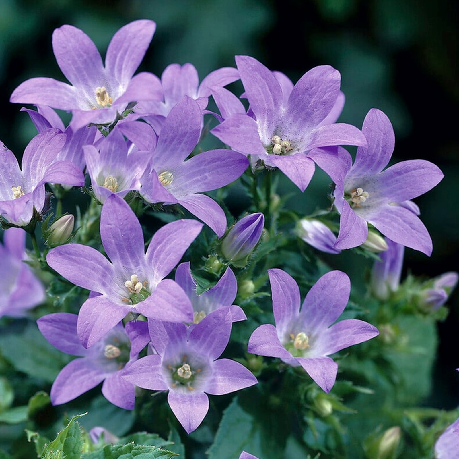 Campanula Latifolia 'Gloaming'