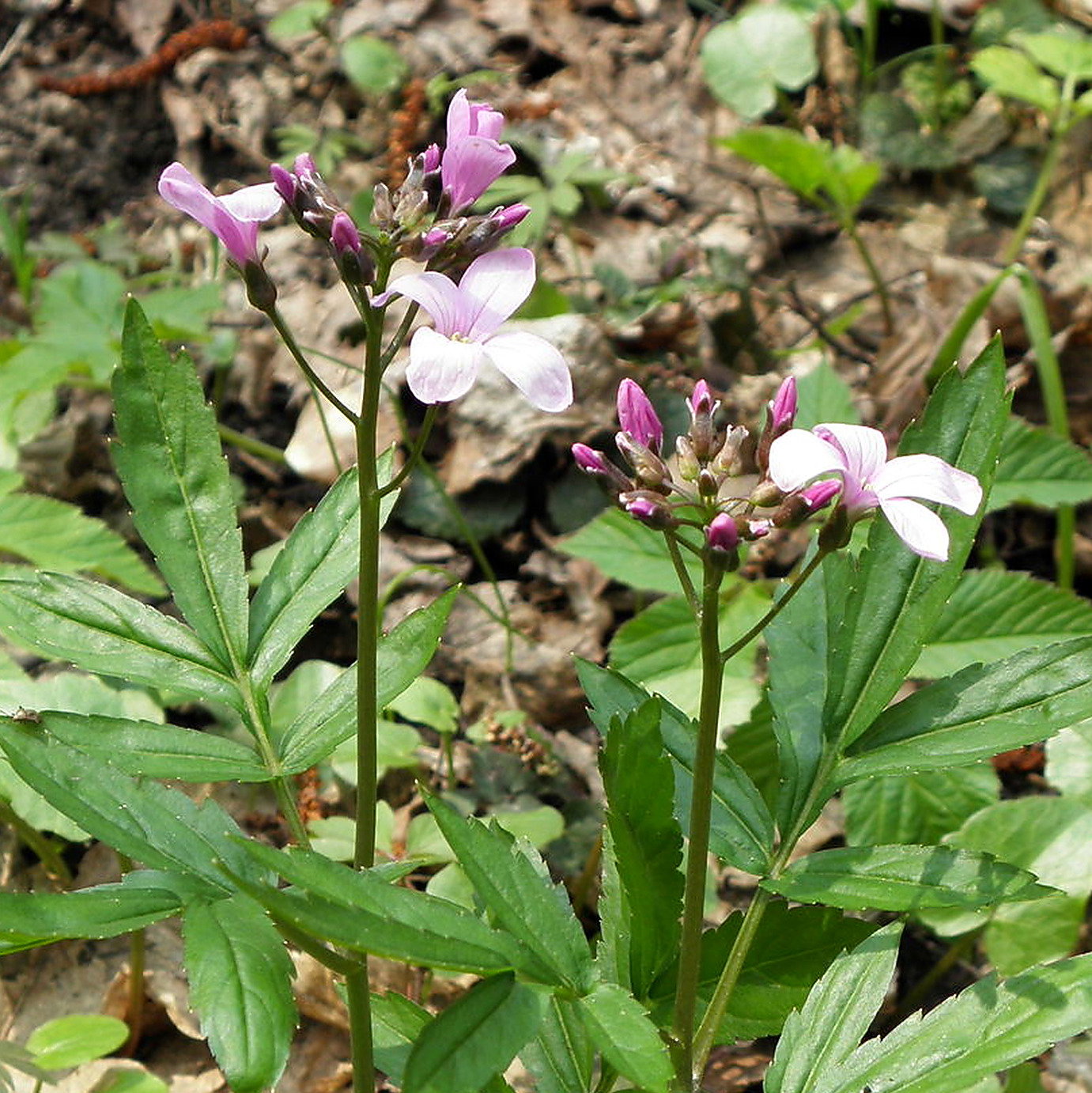 Cardamine Bulbifera Pink