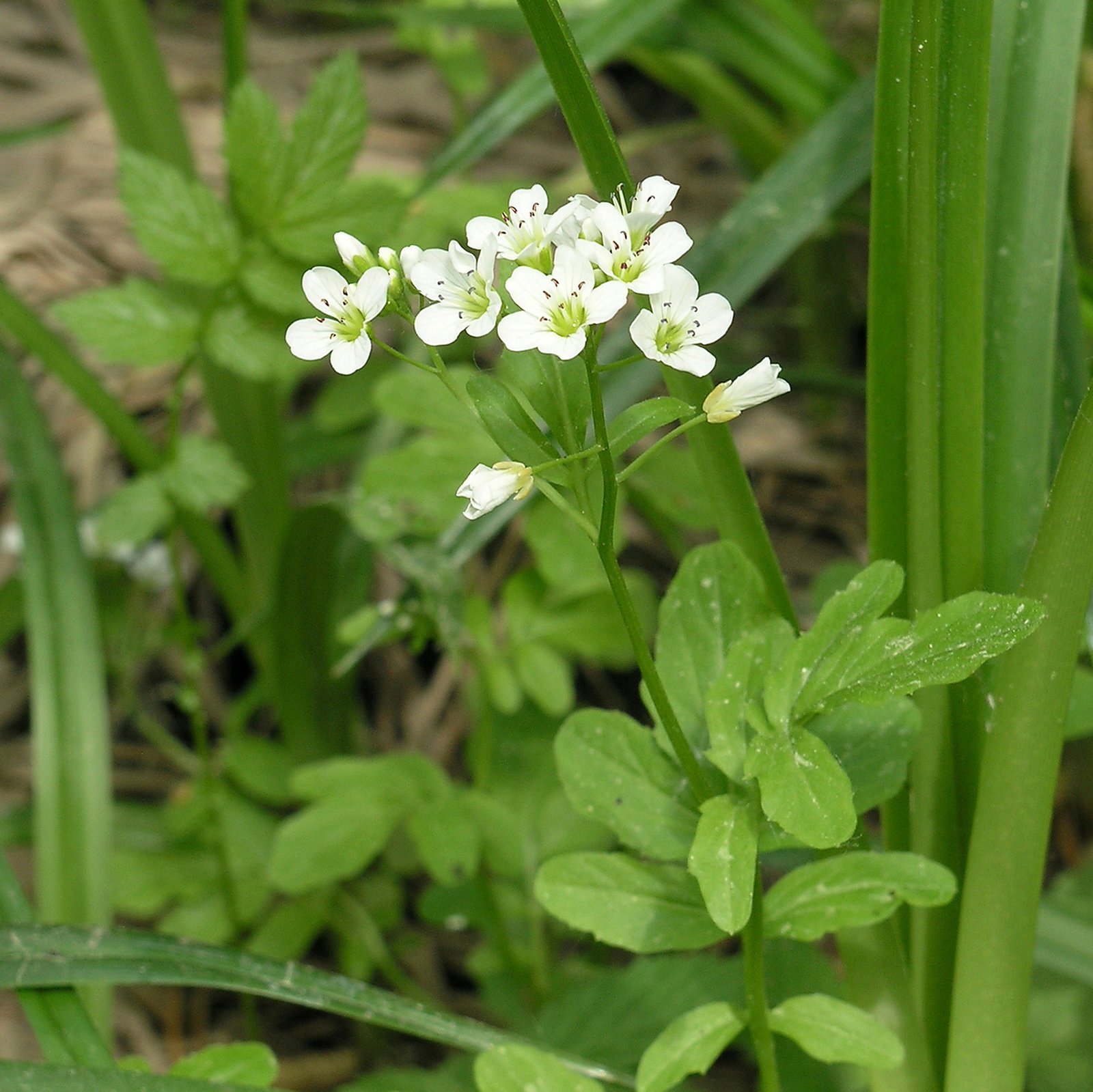 Cardamine Macrophylla