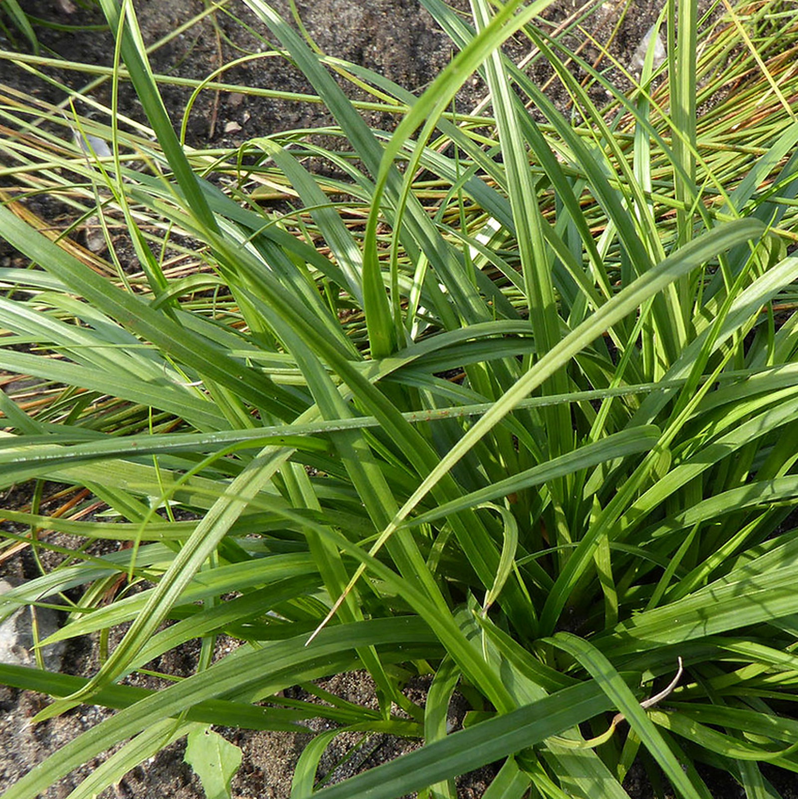 Carex Depauperata