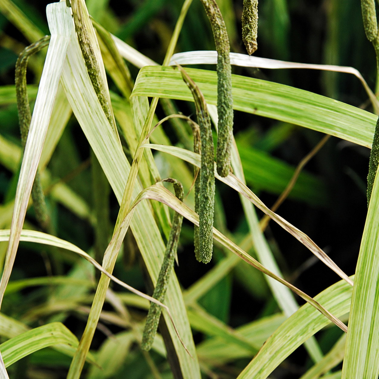 Carex Pendula 'Moonraker'