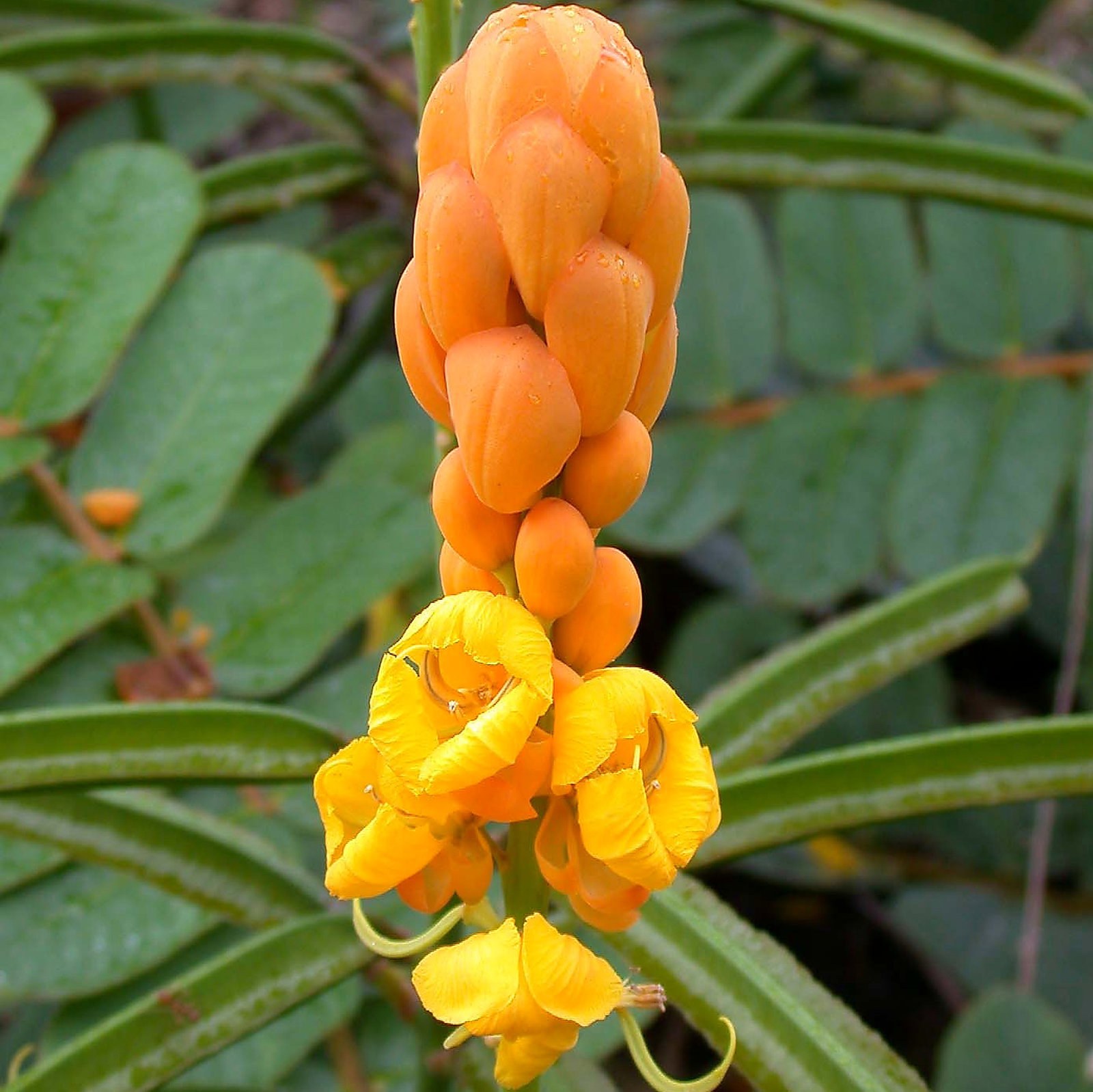 Cassia Alata