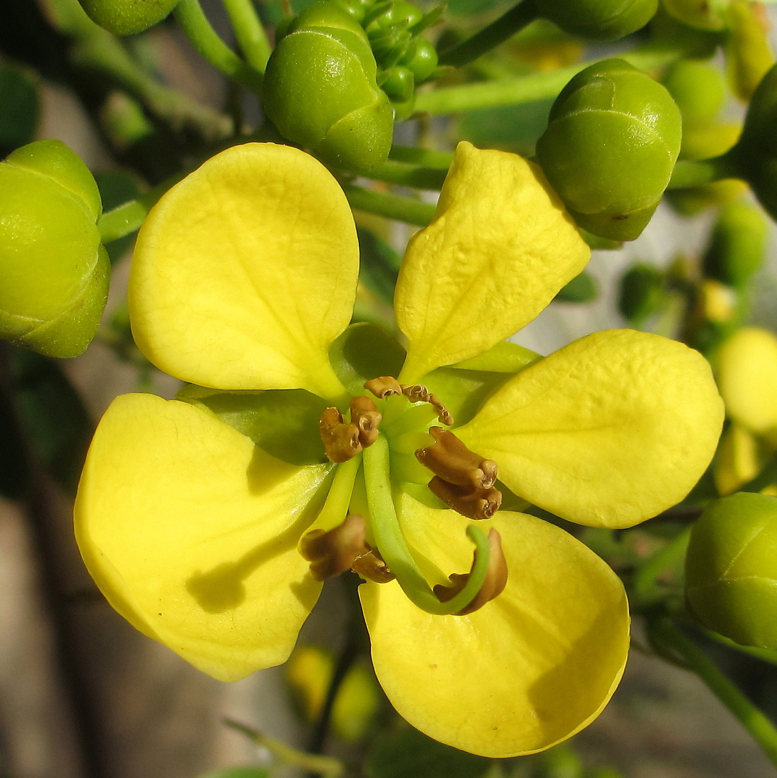 Cassia Siamea