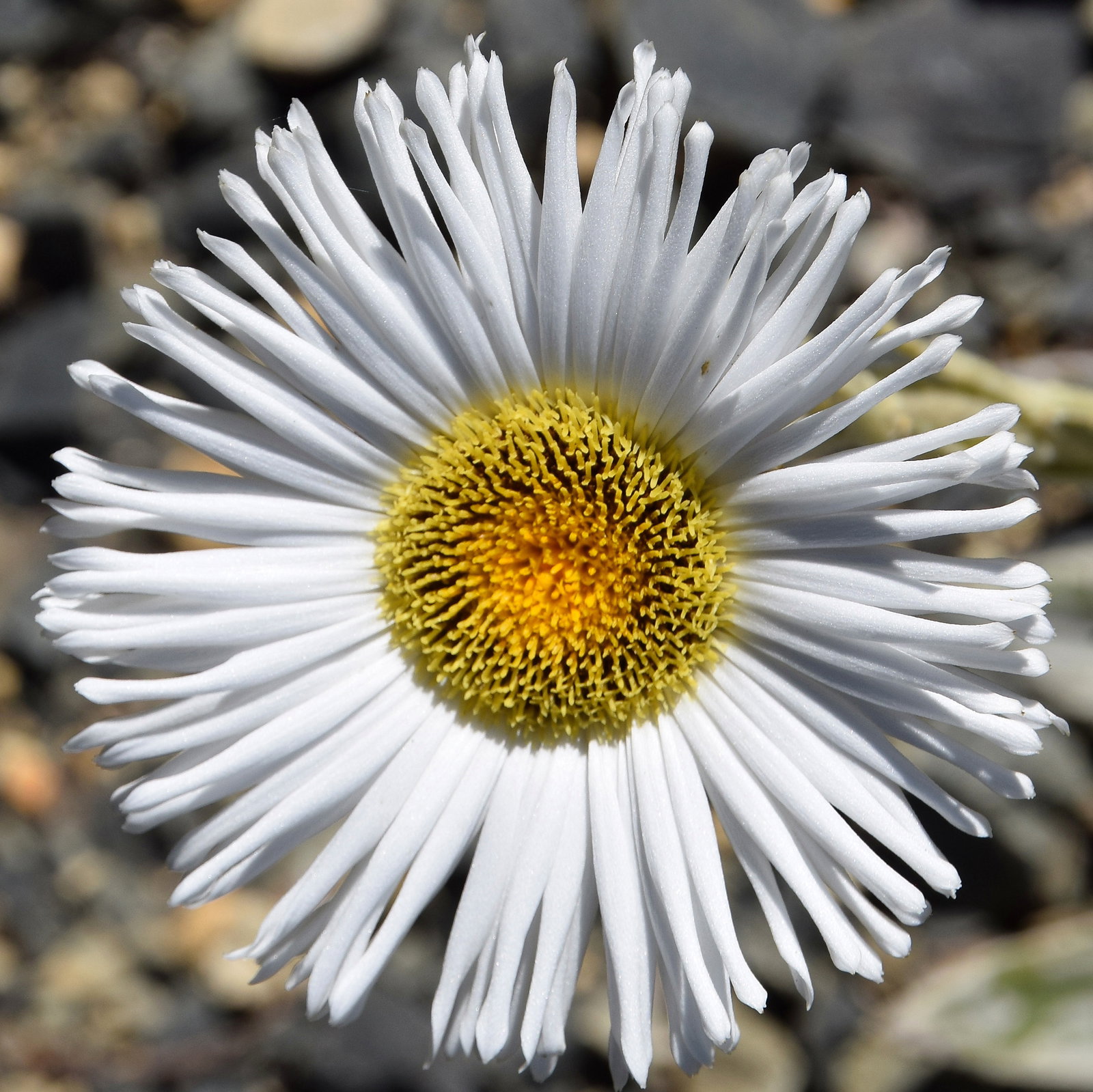Celmisia Semicordata