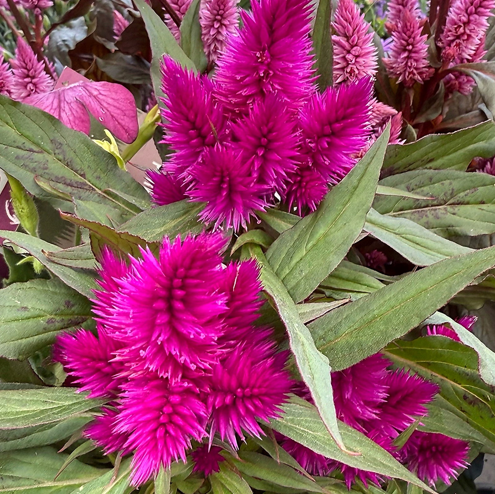 Celosia Argentea