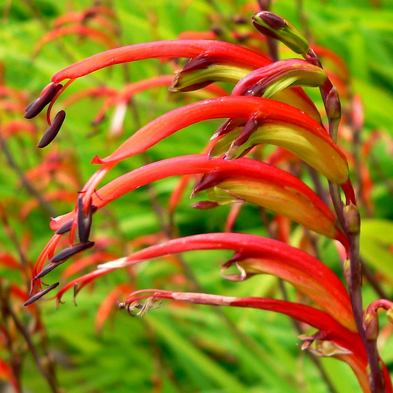 Chasmanthe Bicolor