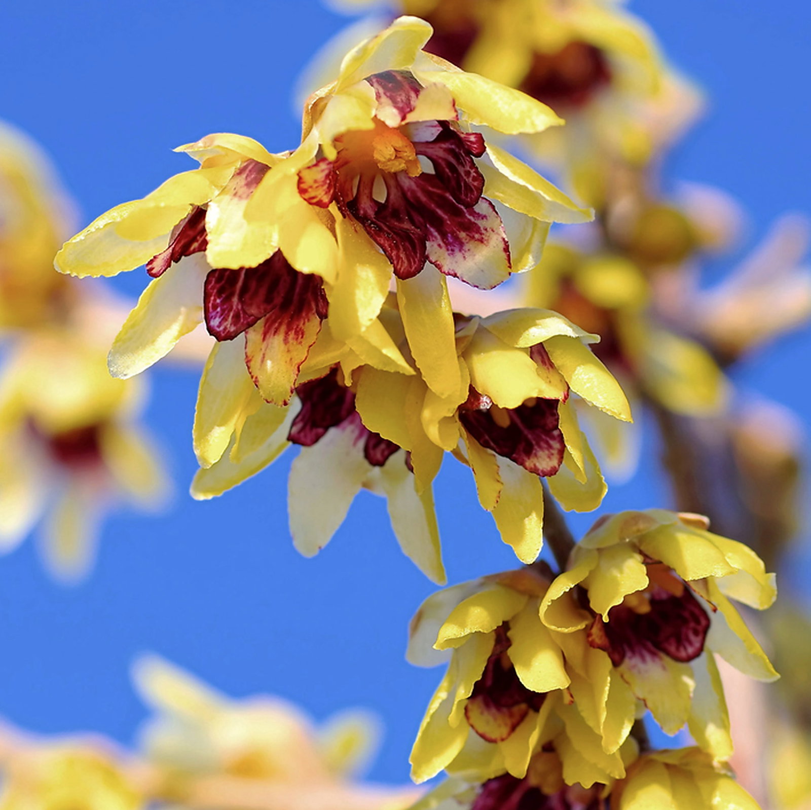 Chimonanthus Praecox