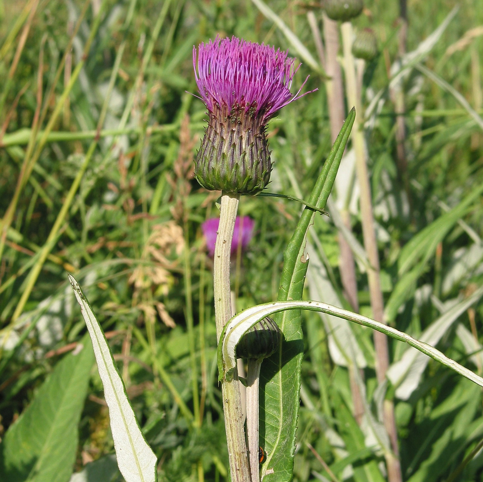 Cirsium Heterophyllum
