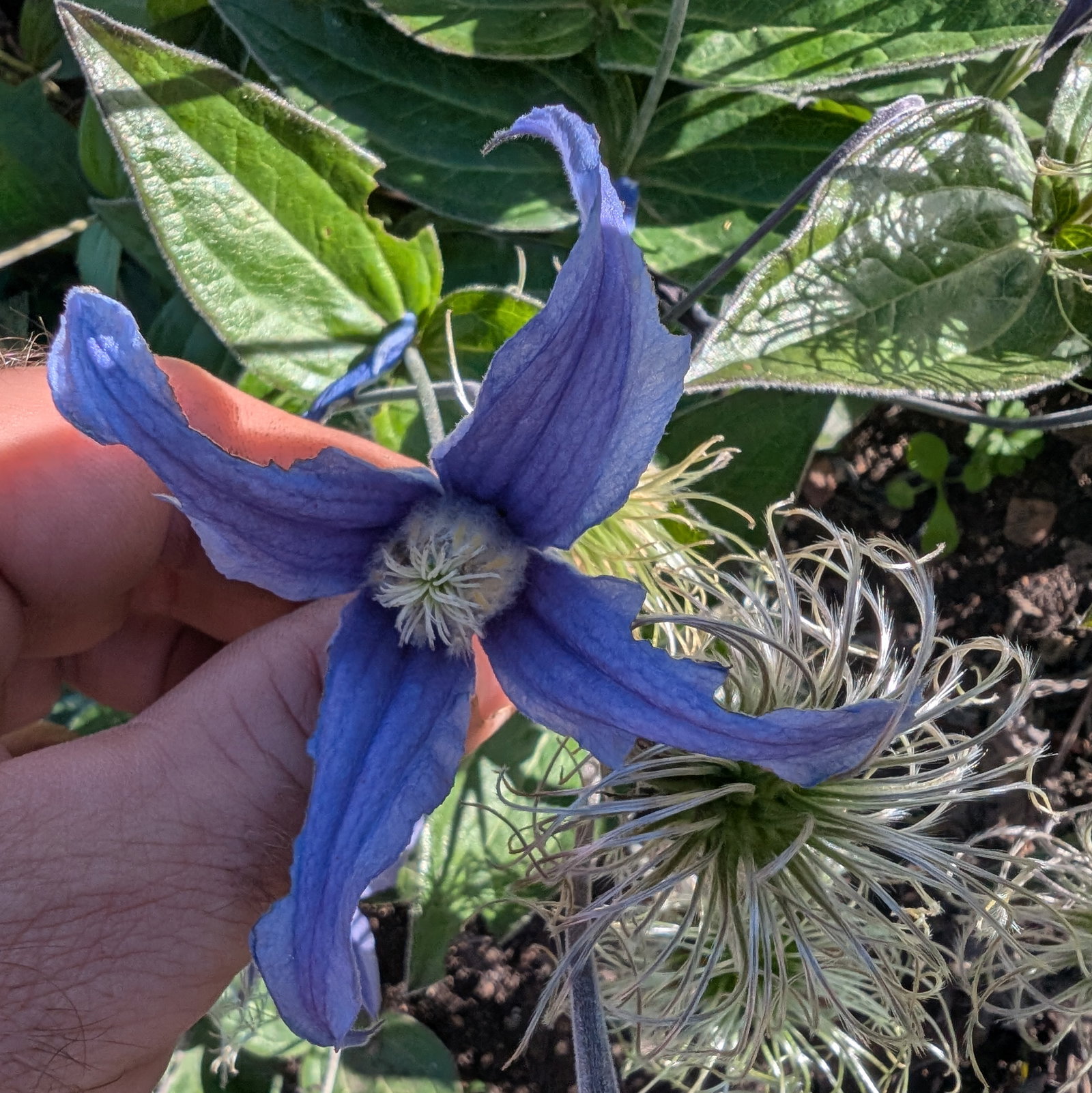 Clematis Integrifolia Blue Ribbons