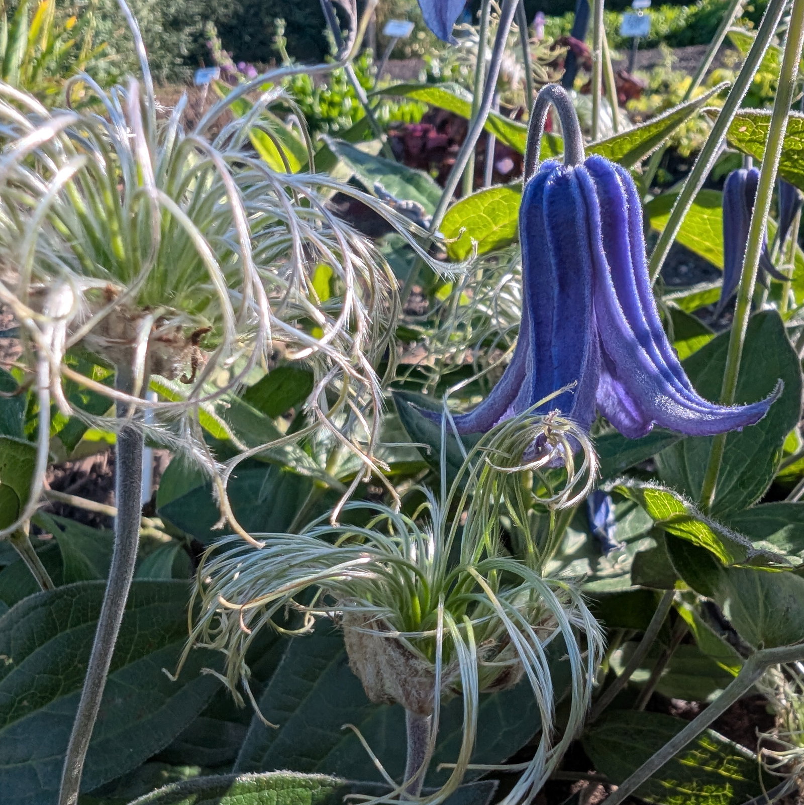 Clematis Integrifolia Blue Ribbons